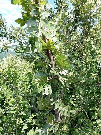 光葉裂欖 Bursera glabrifolia