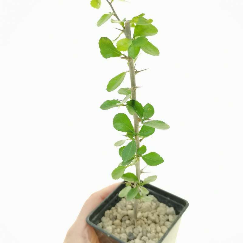 馬島狂刺沒藥Commiphora simplicifolia種子