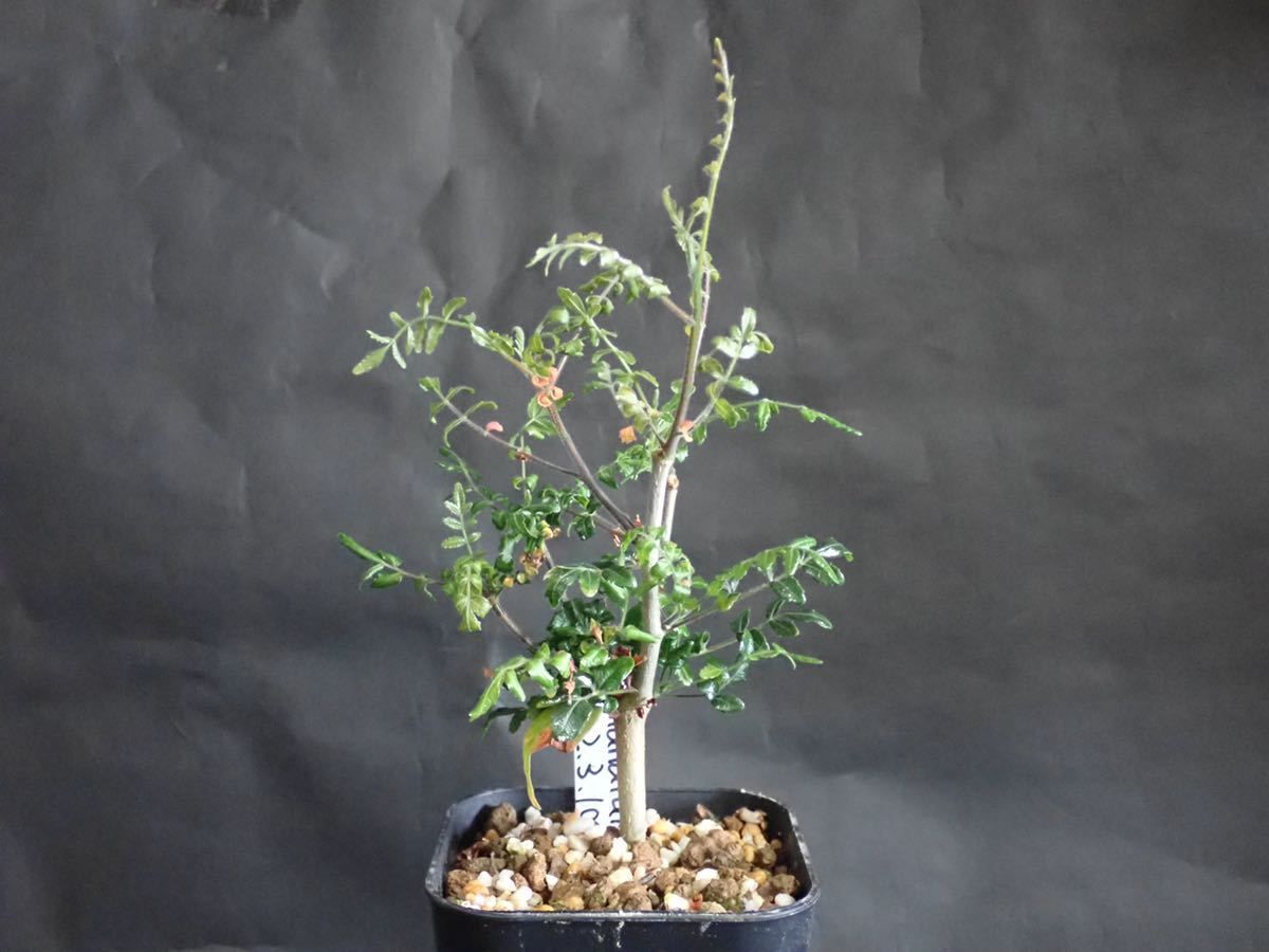 馬哈斯沒藥 Commiphora mahafafalensis種子