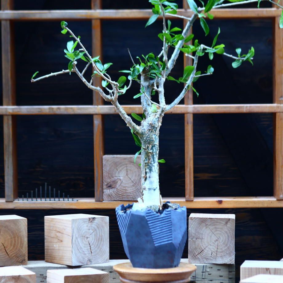 拉米沒藥 Commiphora lamii