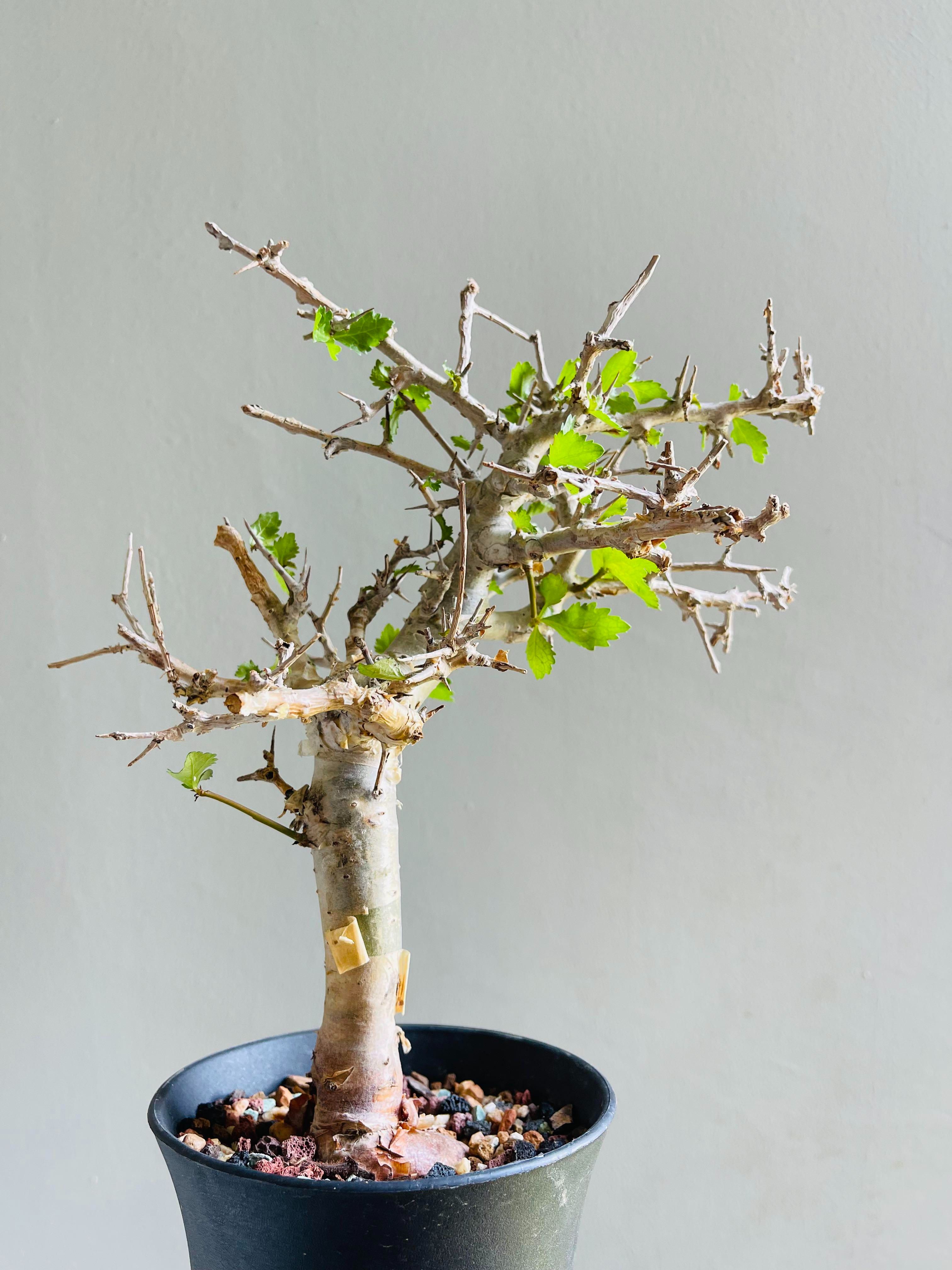 懷特沒藥Commiphora wightii