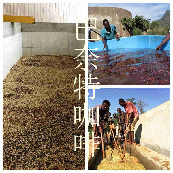 衣索比亞 水洗 西達摩/耶加雪菲 潔蒂普鎮/半磅 /一磅/2磅特價
