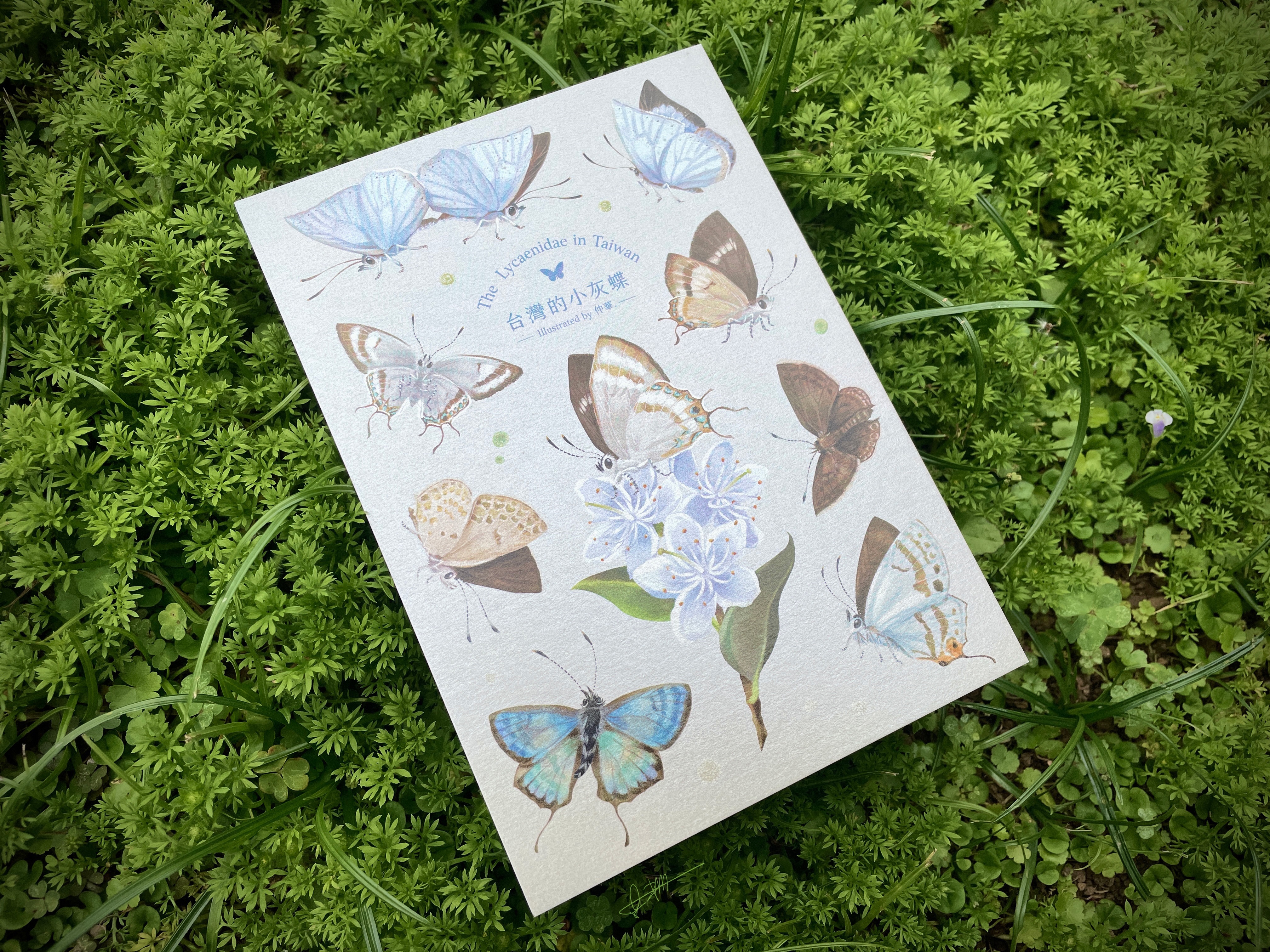 台灣的小灰蝶｜明信片／和紙貼紙