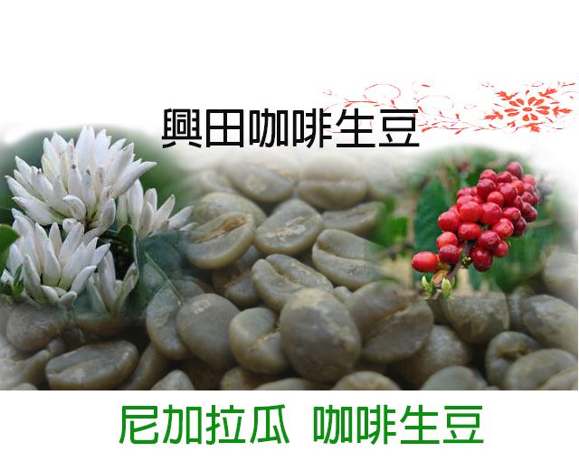尼加拉瓜  咖啡生豆