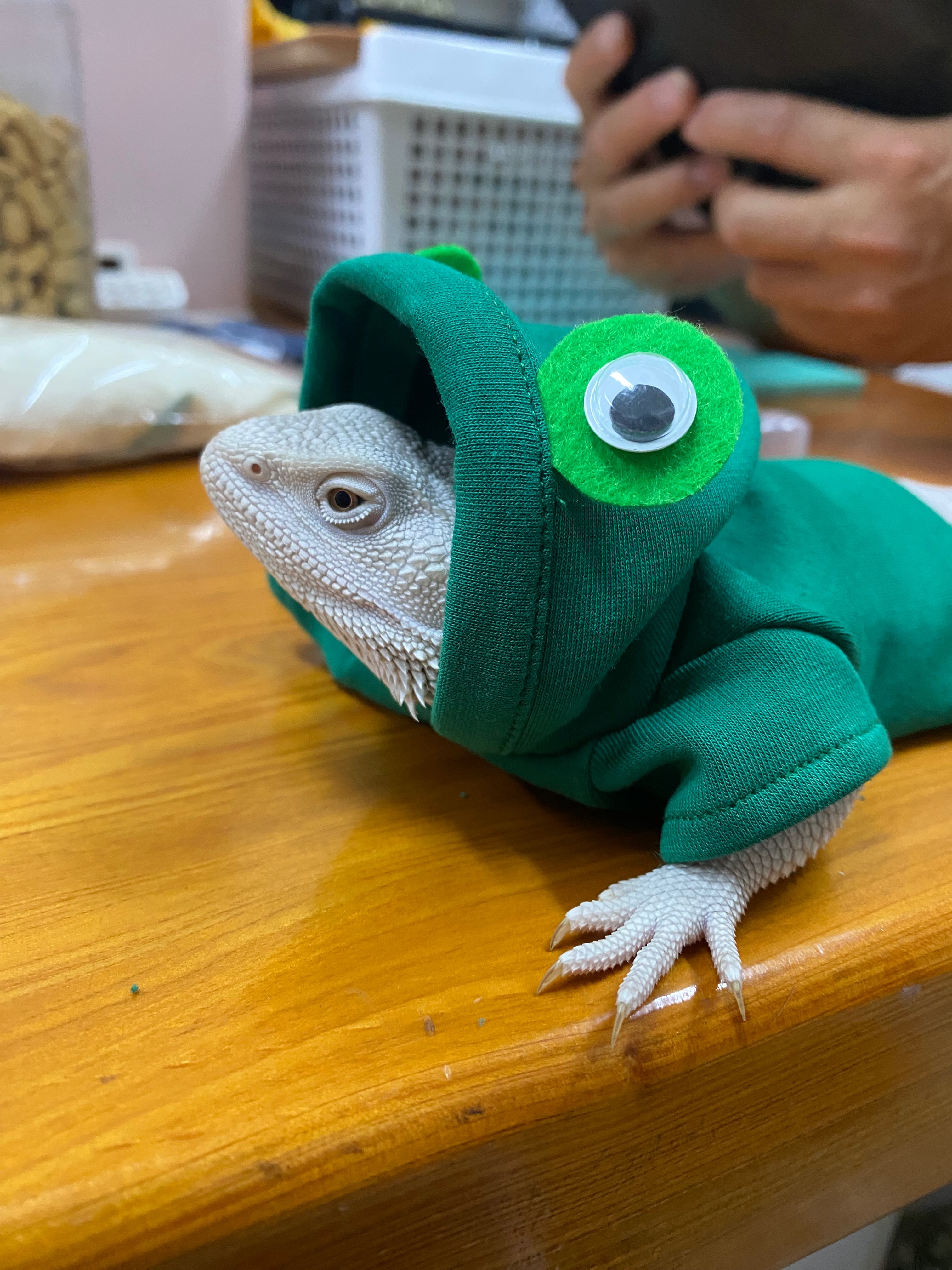 蜥服店🦎 𝐏𝐚𝐫𝐭 𝟏（服飾）