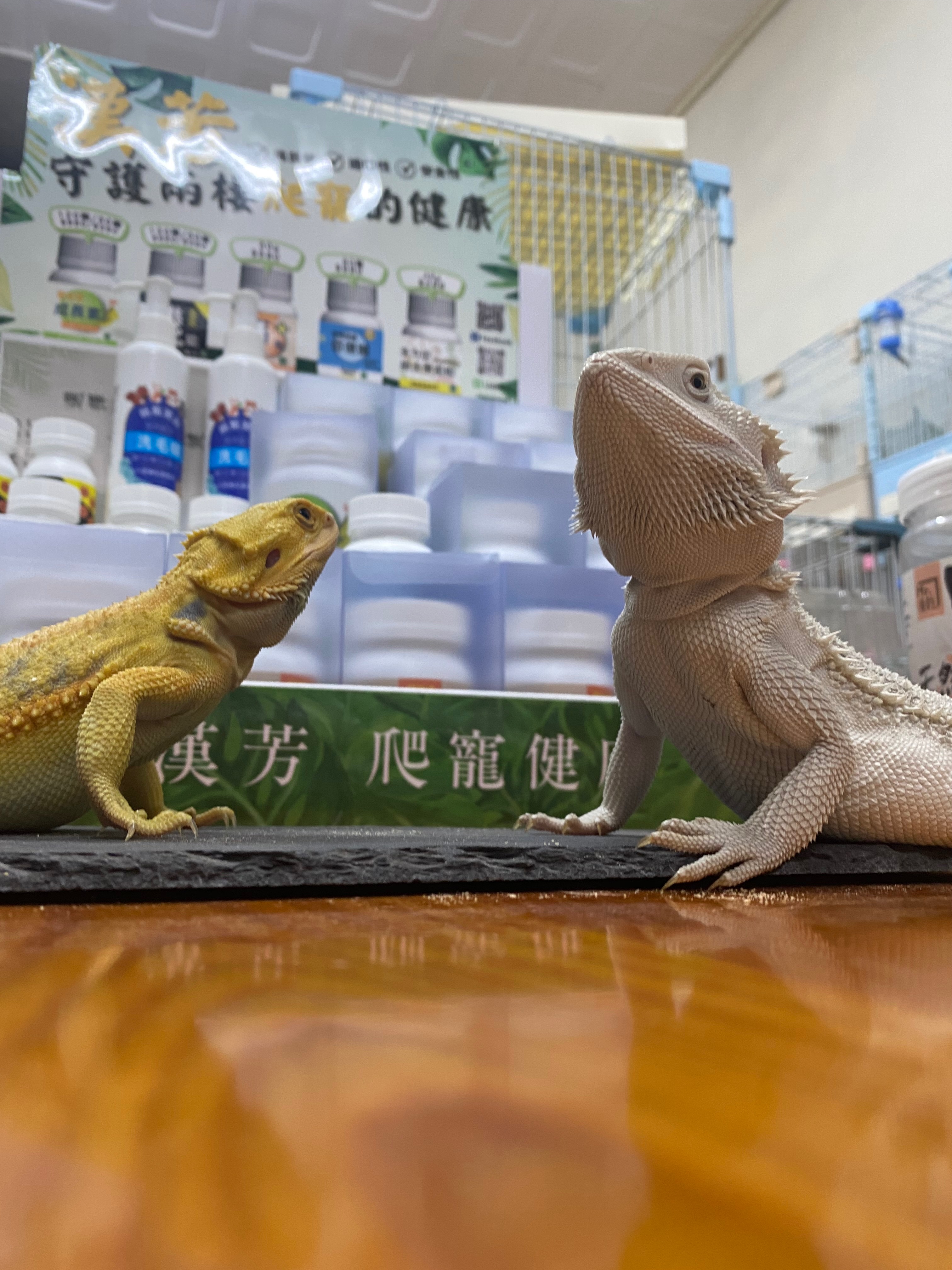 蜥服店🦎𝐏𝐚𝐫𝐭 𝟑（保健品）