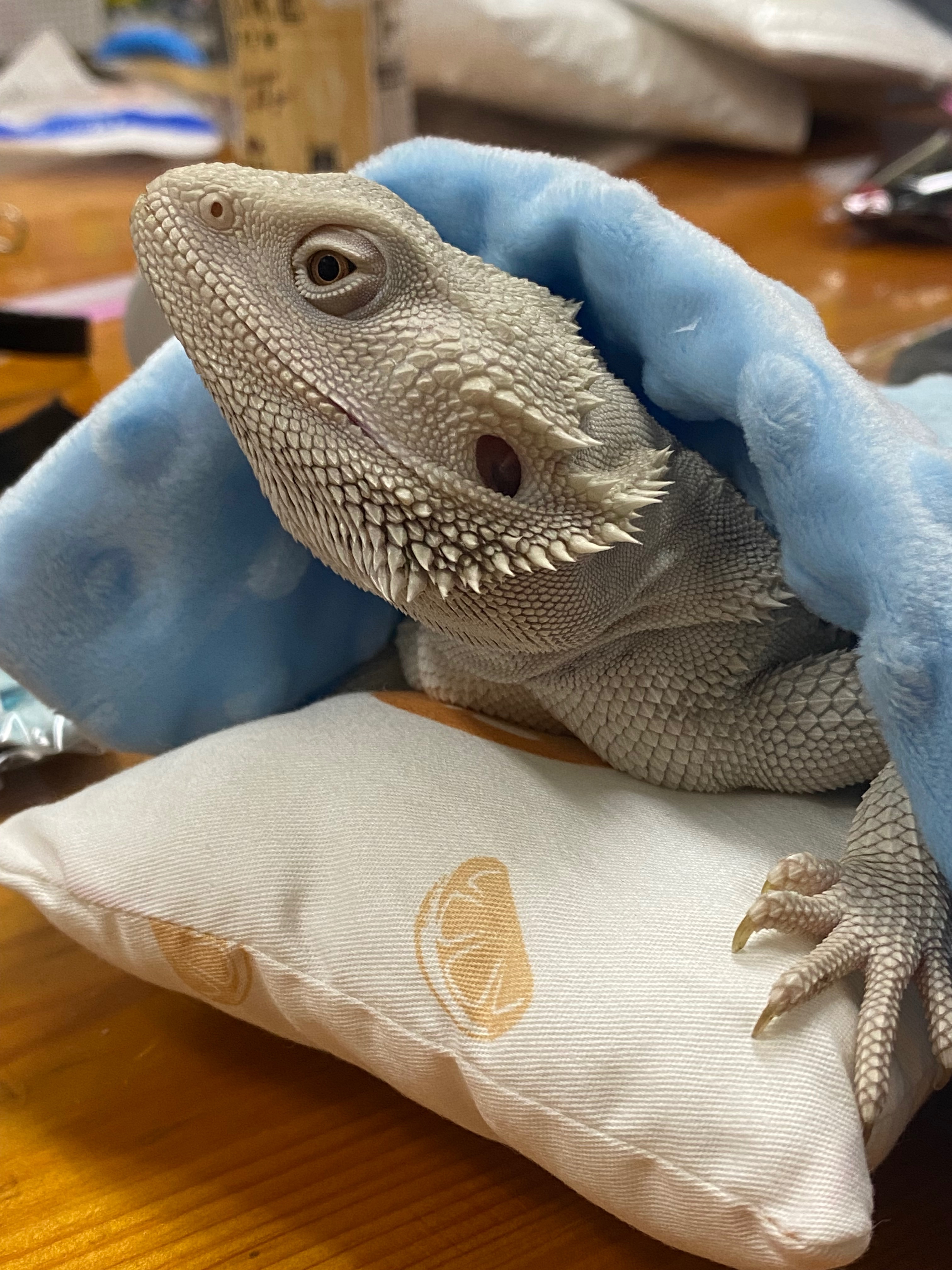 蜥服店🦎𝐏𝐚𝐫𝐭 𝟐（傢俱）