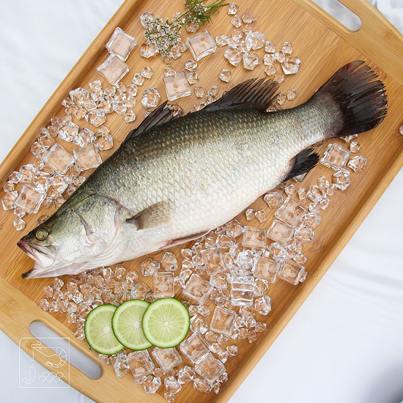 金目鱸魚（剖切）   每隻重量不同，私訊官方ＬＩＮＥ下單