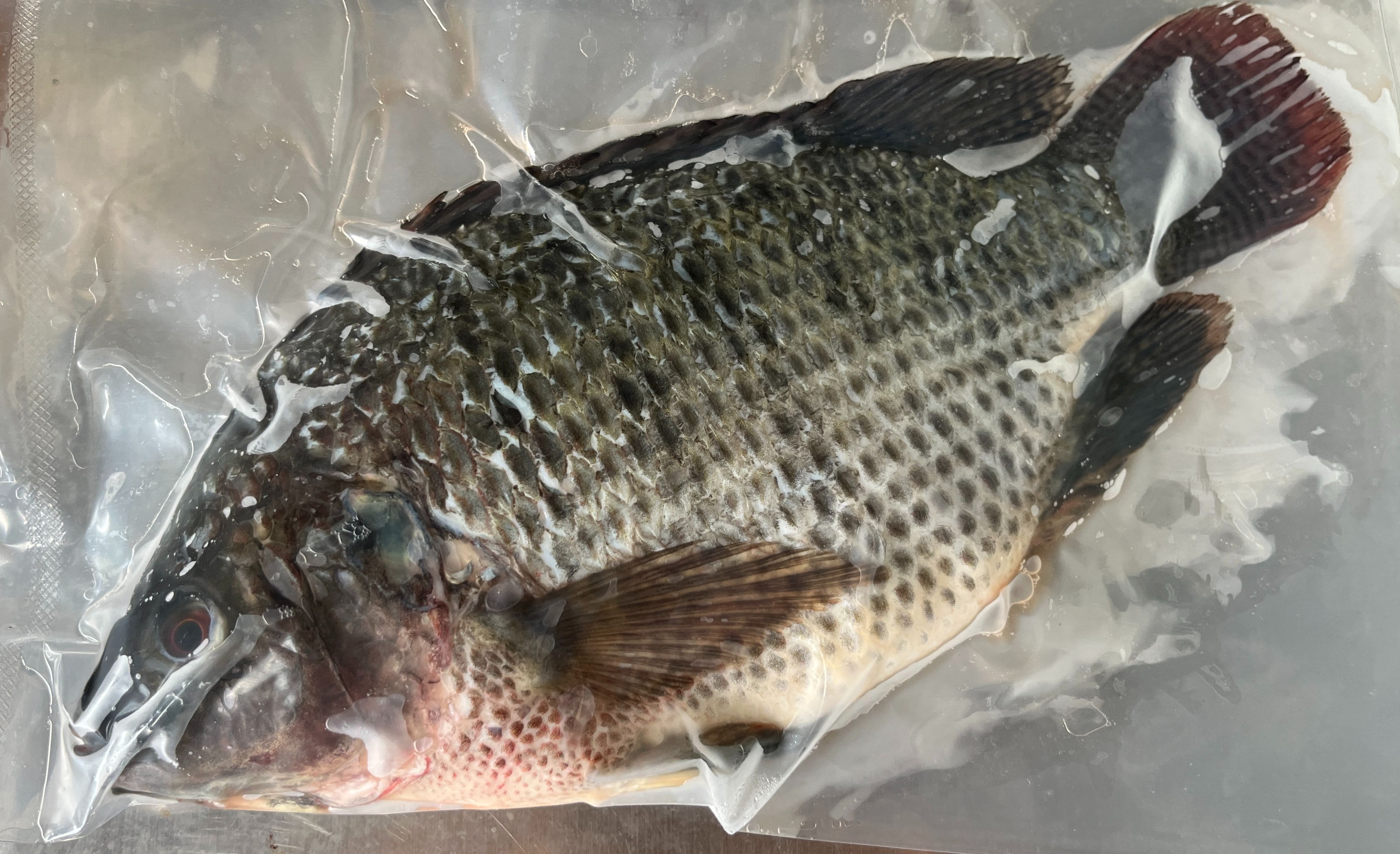 【東石自養台灣鯛】鮮甜細嫩・安心養殖・家庭首選（私訊官方ＬＩＮＥ下單）