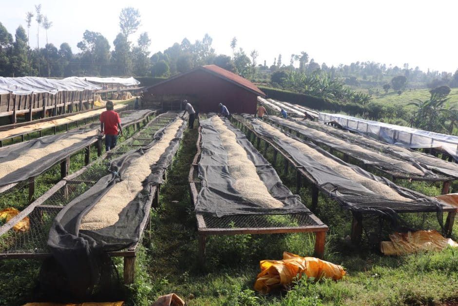 肯亞 / 涅里 凱姆旺吉處理廠 Kenya Nyeri Kiamwangi Factory AA Top