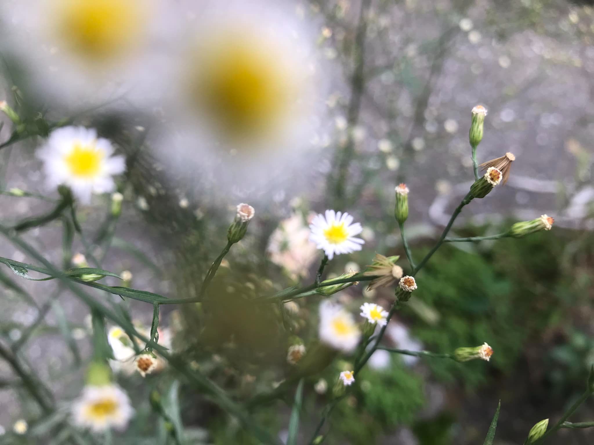 衣索比亞 / 耶加雪菲 果丁丁 天使處理廠 瑰夏 水洗