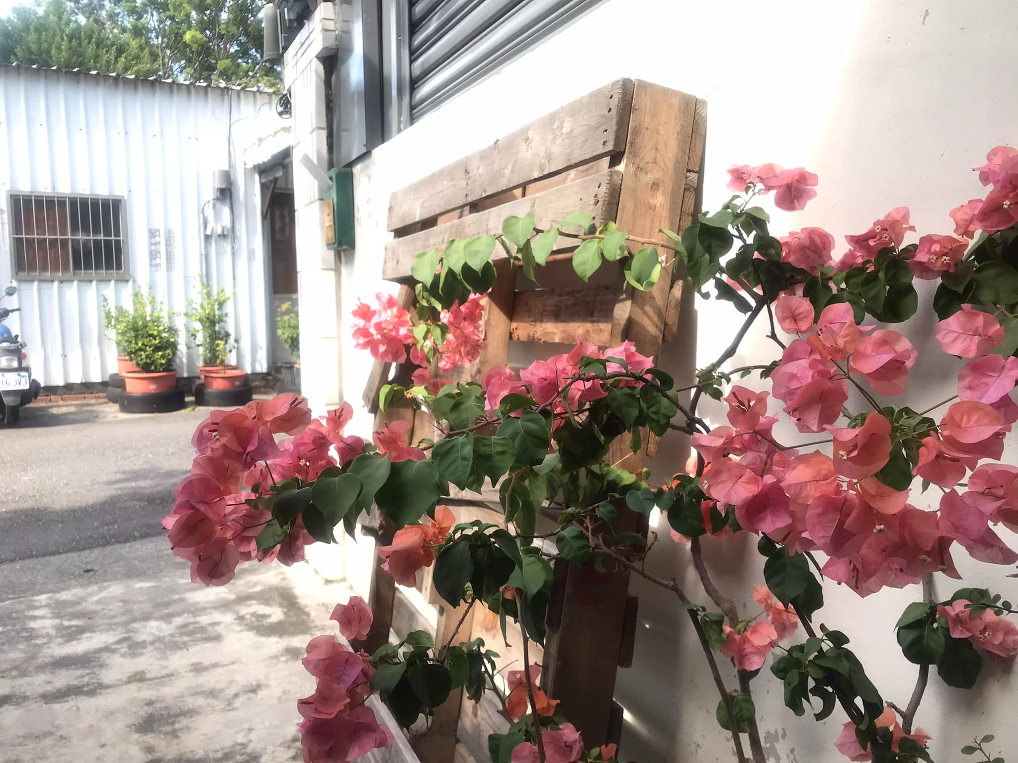 衣索比亞 / 古吉 布穀阿貝 芭絲特處理廠 瑰夏 水洗