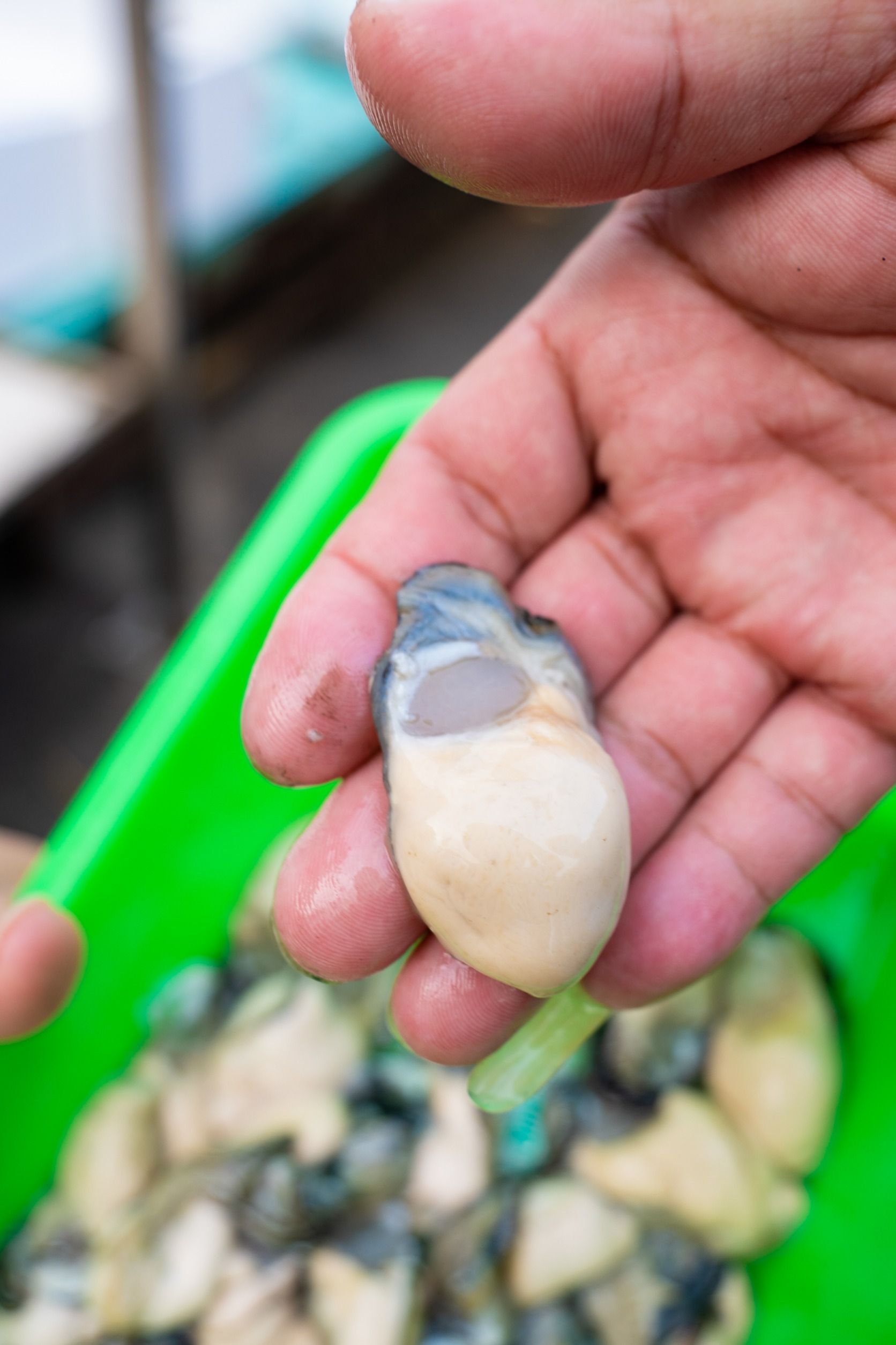 澎湖牡蠣清肉 Penghu fresh oyster meat