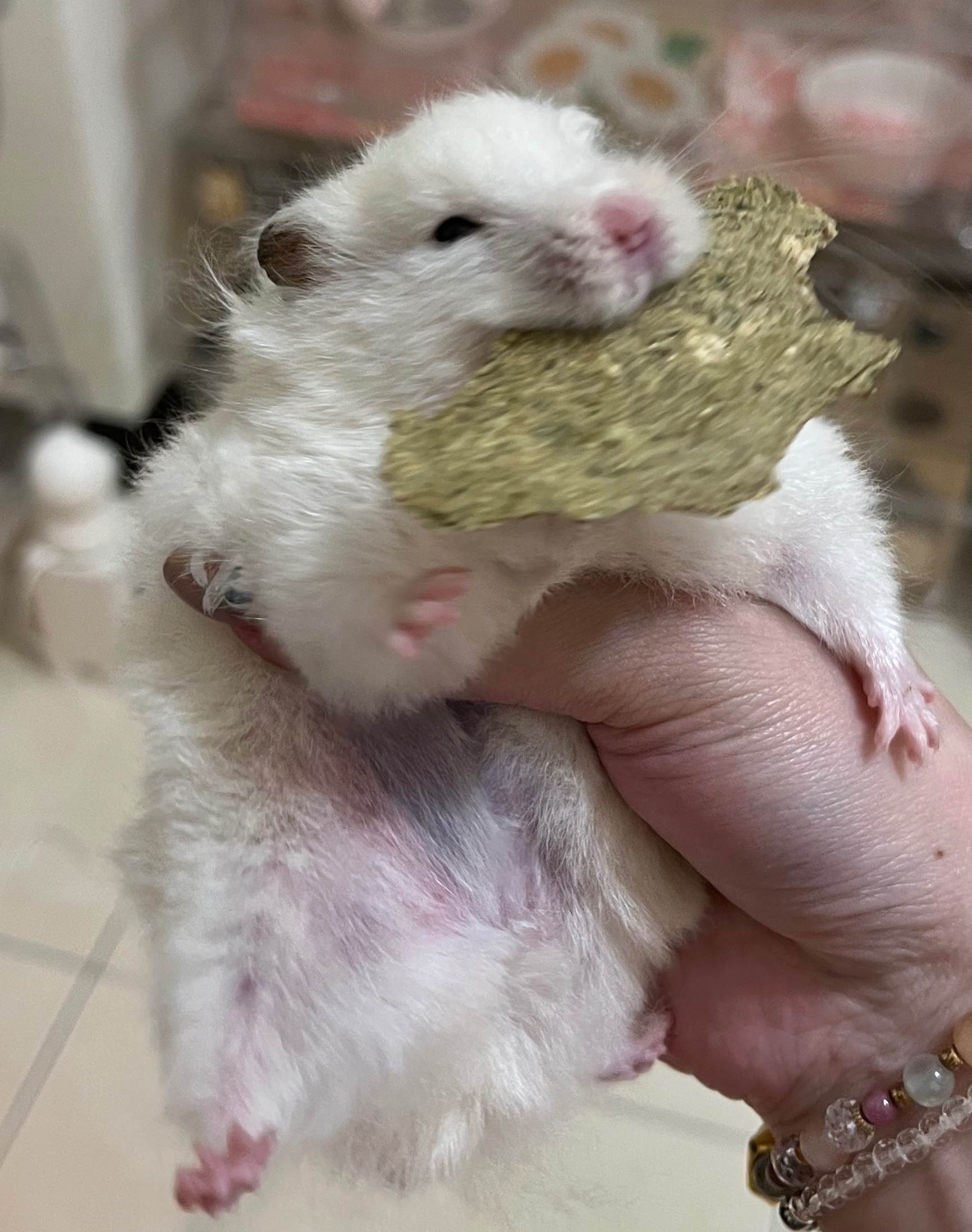 奶油的好好吃素食薄餅