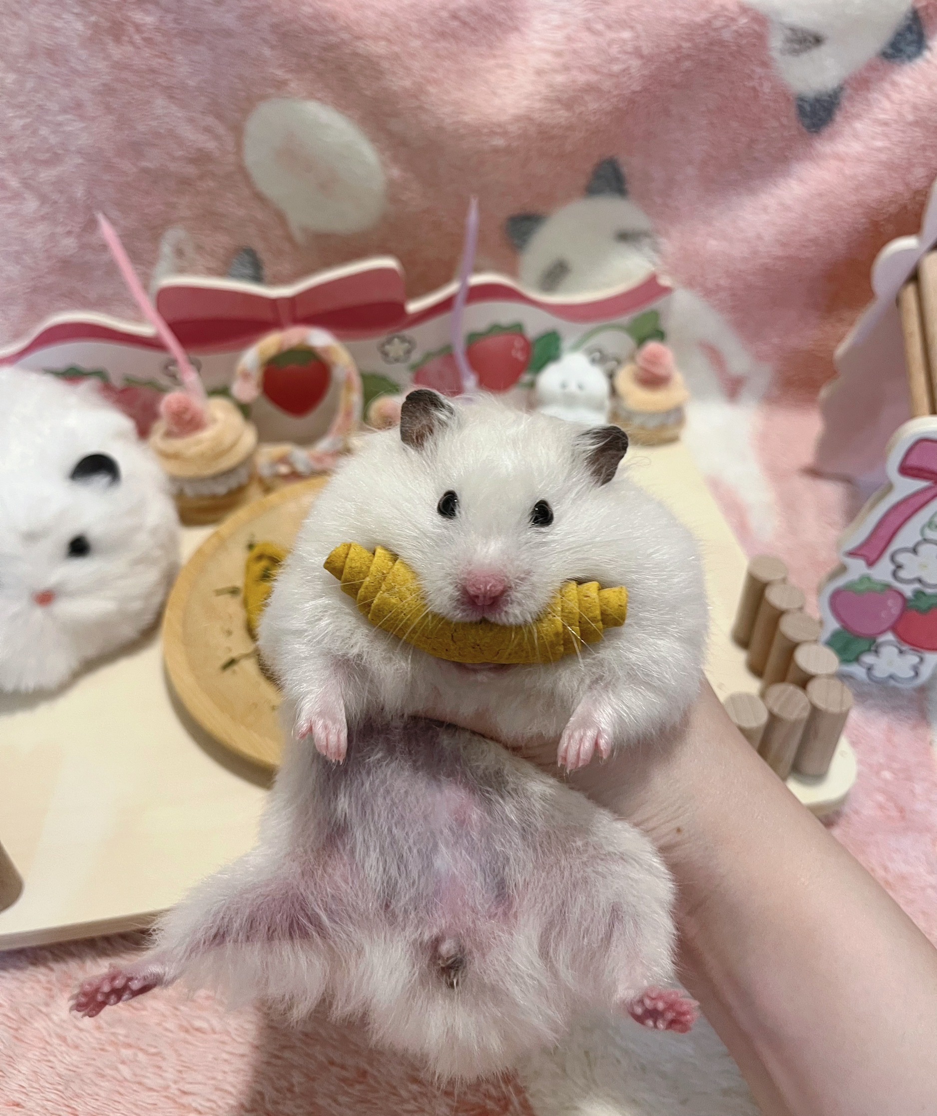 鼠鼠麵包西點🥖