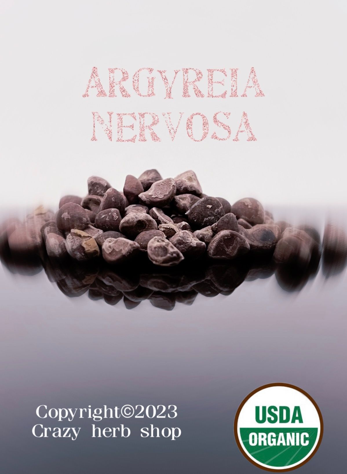 🌰美麗 銀背（藤）