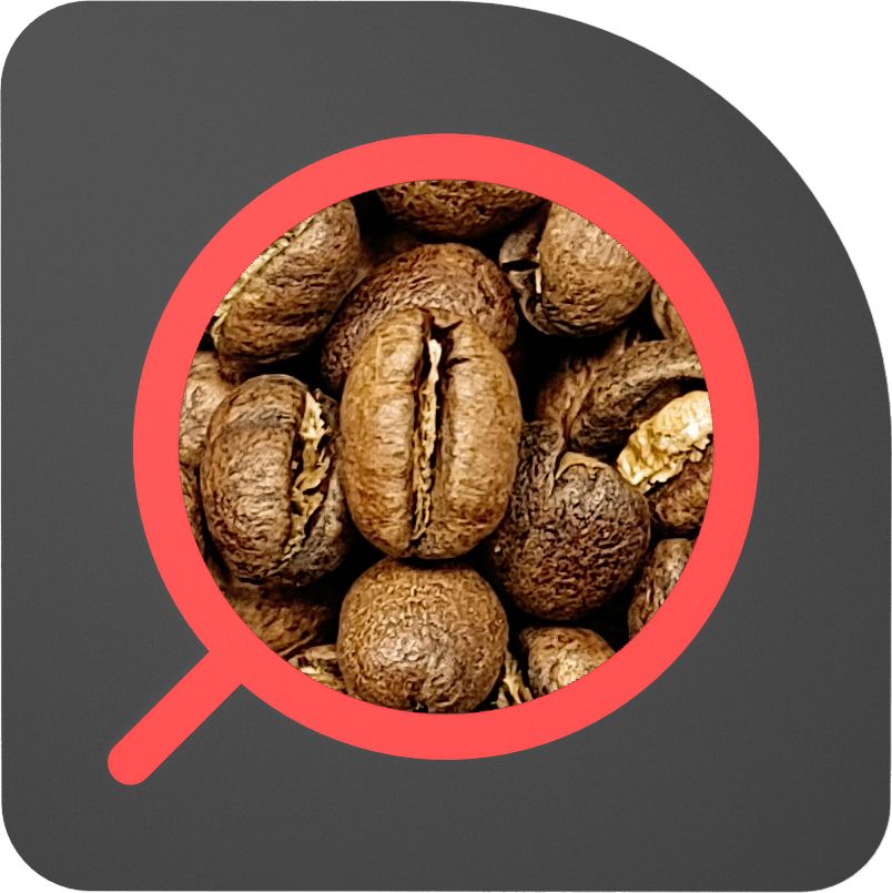 直火½磅 水洗處理 瓜地馬拉 花神 圓豆 Guatemala Margarita PB Washed