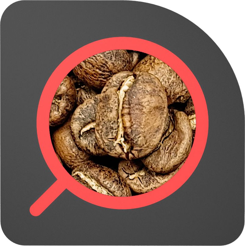 直火½磅 水洗處理 瓜地馬拉 茵赫特 Guatemala El Injerto Washed