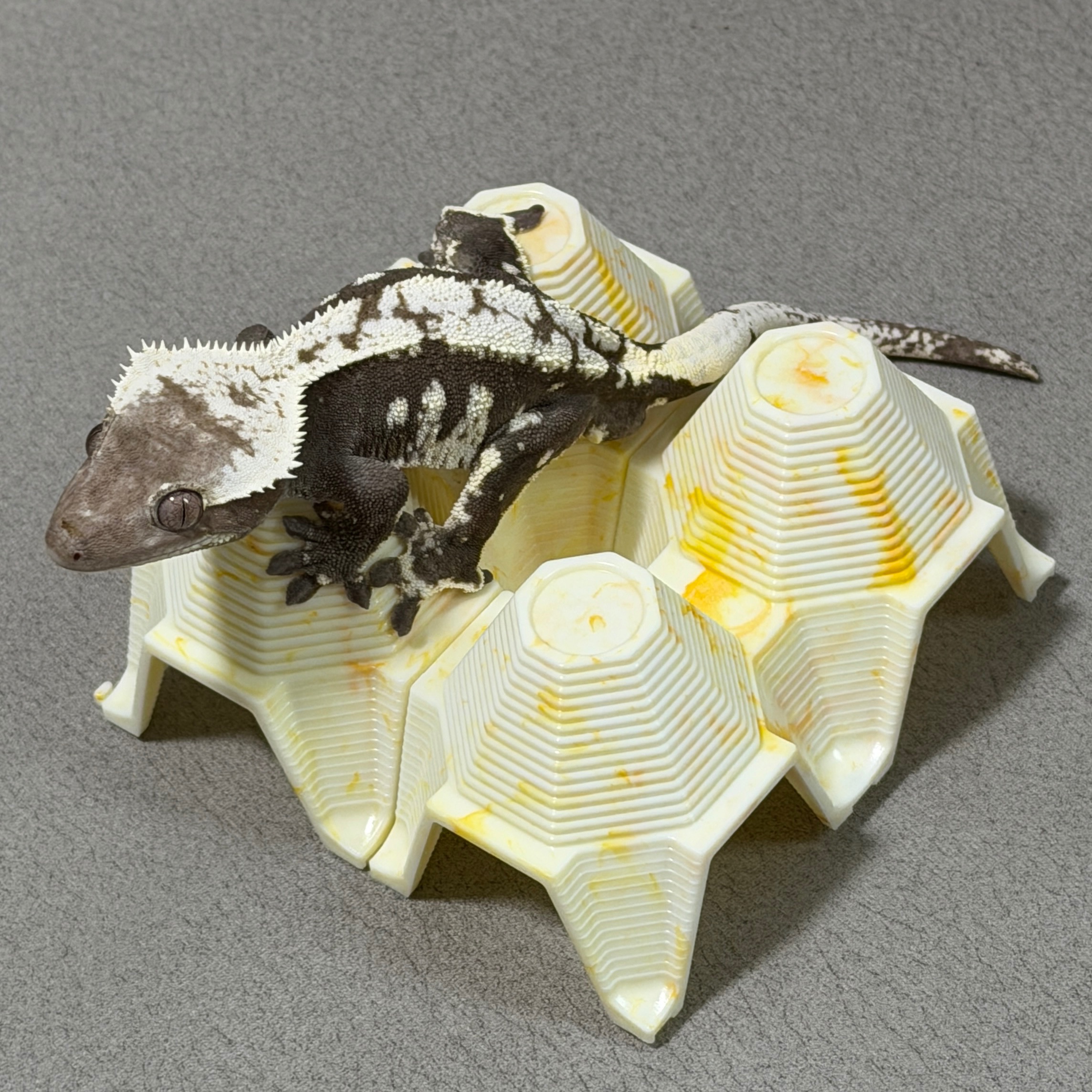 【睫伴沐語】蛋殼躲避屋 睫角守宮 躲避屋 蟋蟀 蟑螂 紅蟑 躲避