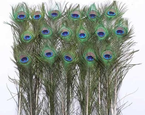 純天然 孔雀毛 時尚家居裝飾 孔雀羽毛 長度: 25~45公分