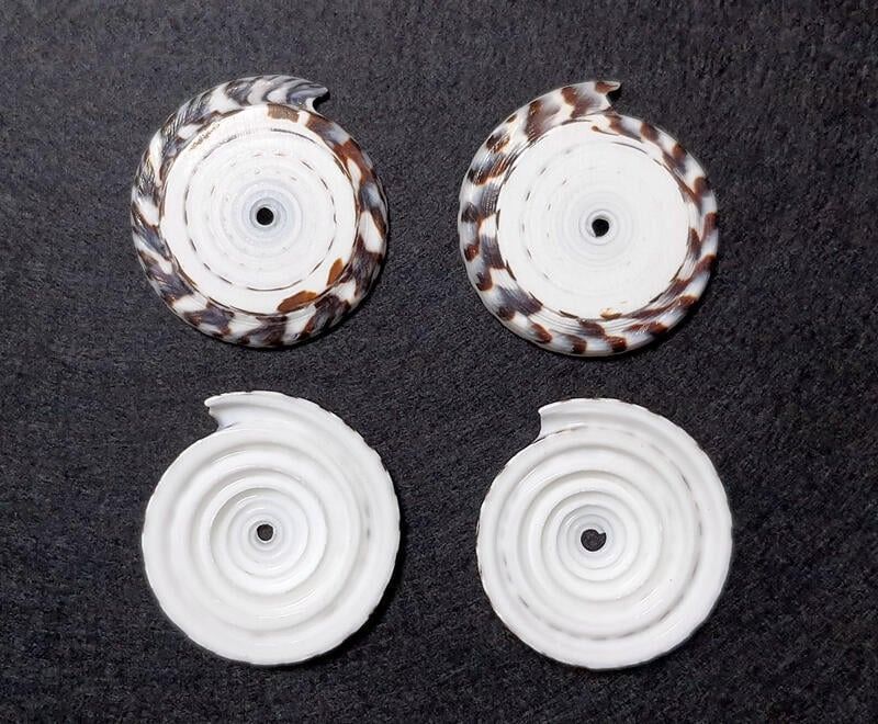 貝殼 / 仿貝殼 服飾材料 原住民材料DIY