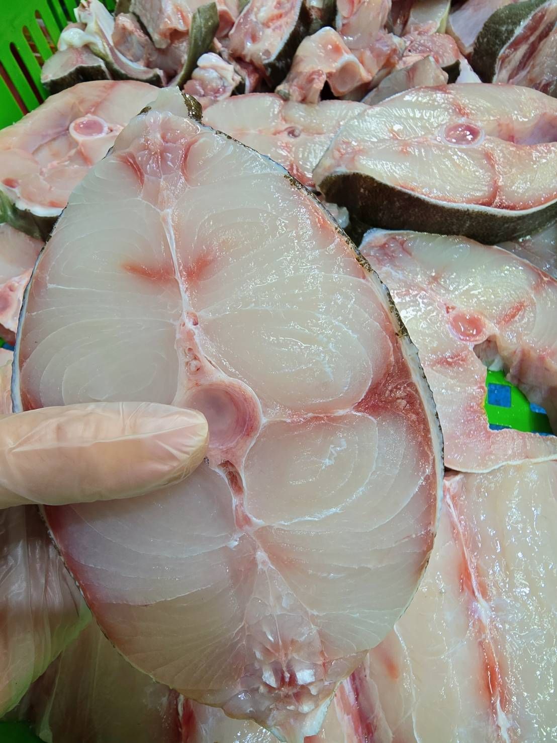澎湖野生海鱺魚
