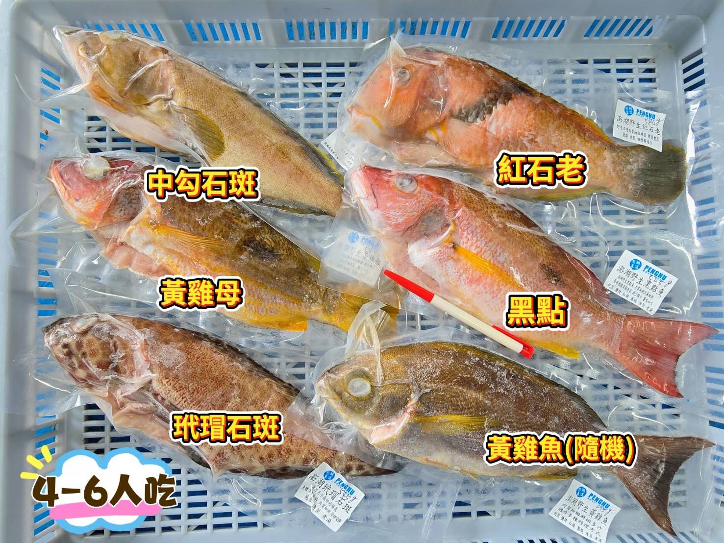澎湖野生時令鮮海魚組合