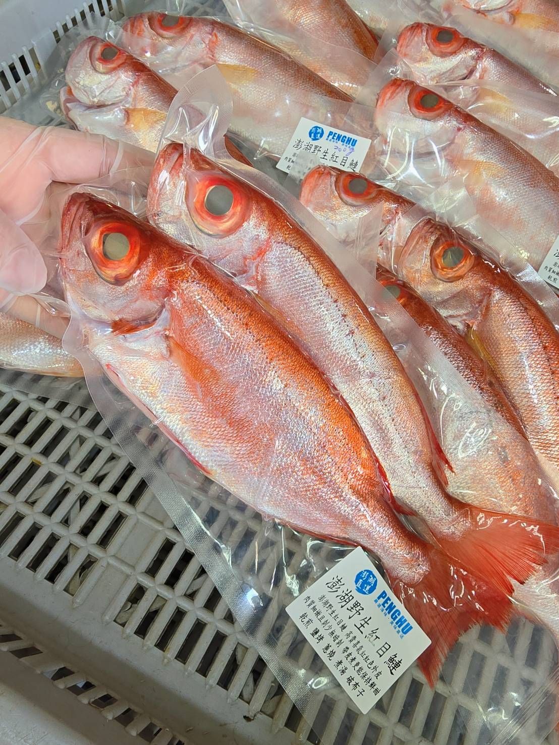 澎湖野生紅目鰱
