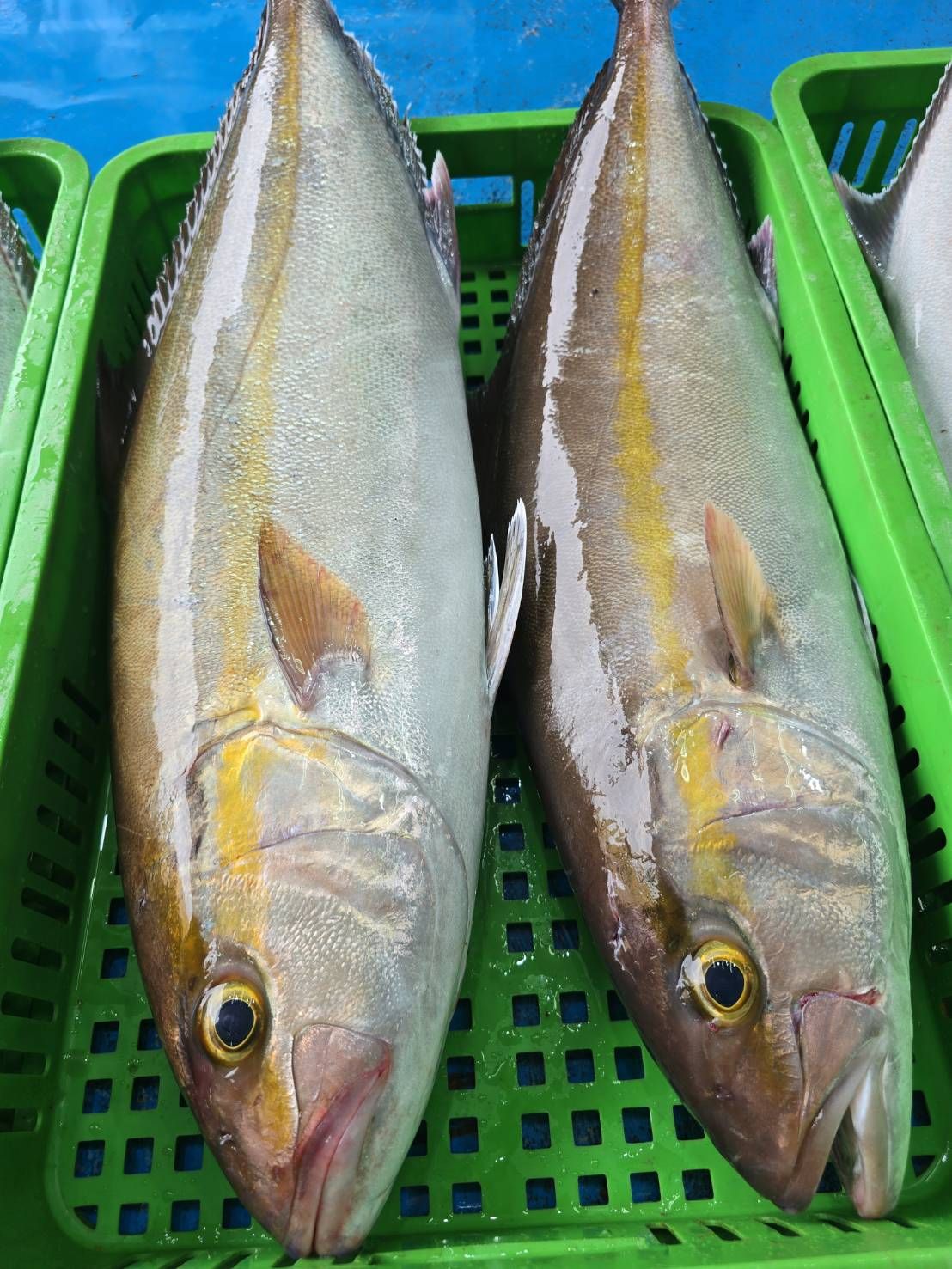 澎湖小眼活肉紅甘