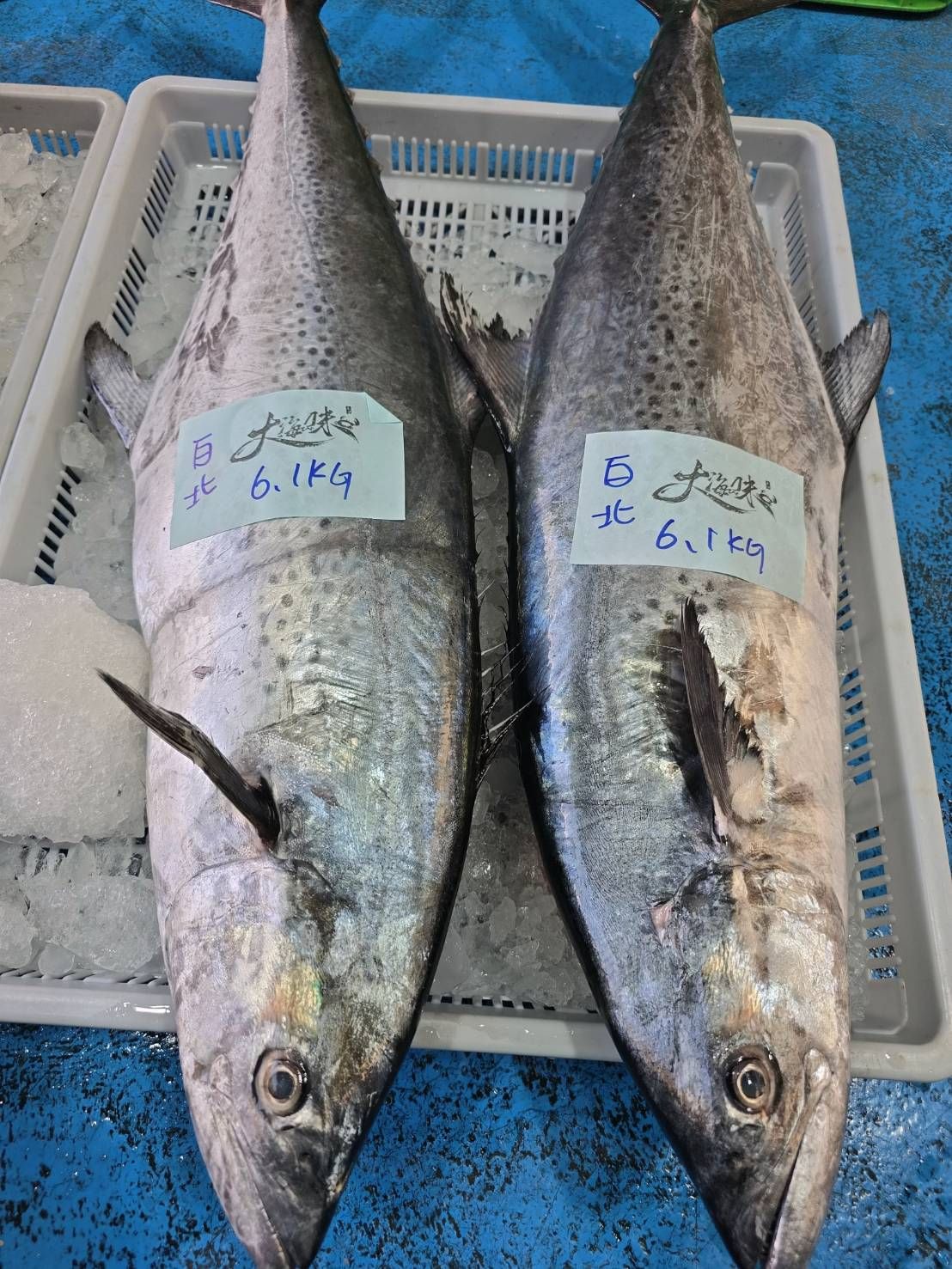 漁船豐收價格調降!! 澎湖頂級白腹魚（白北/闊北）