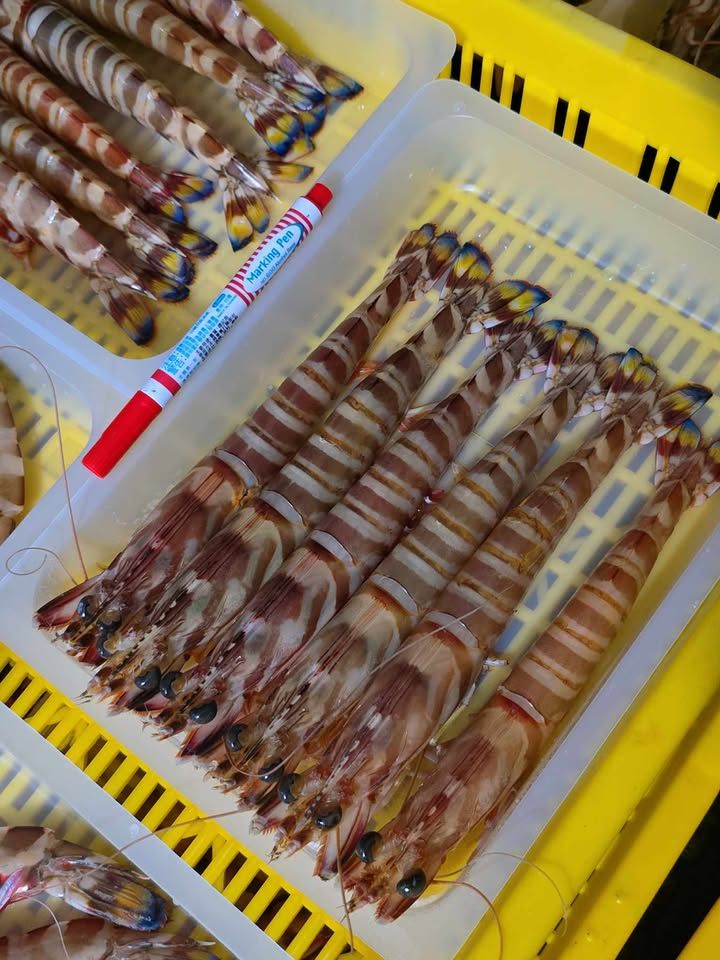 澎湖大明蝦