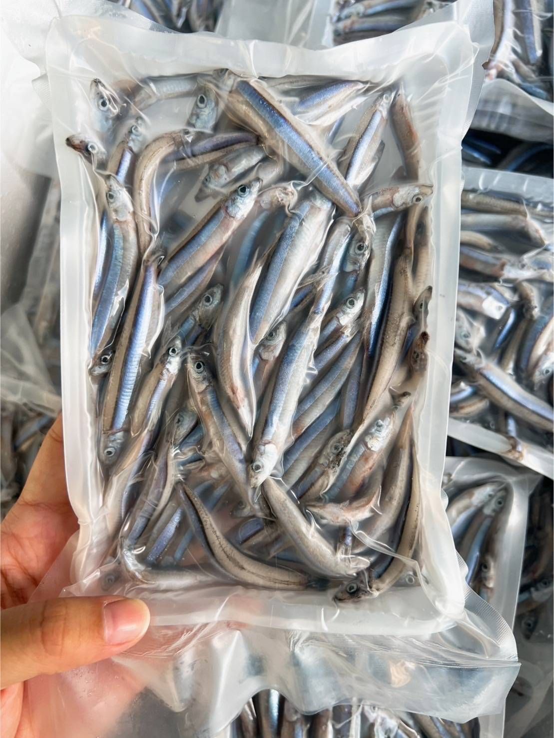 澎湖丁香魚