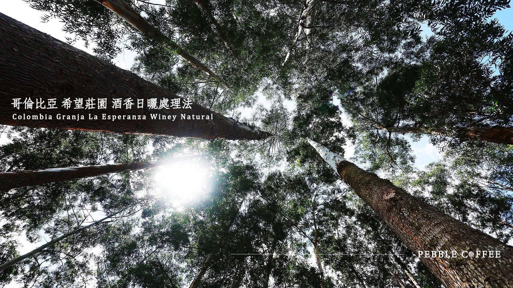 哥倫比亞 希望莊園 酒香日曬處理