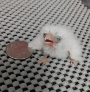 包材+手續費請務必下單