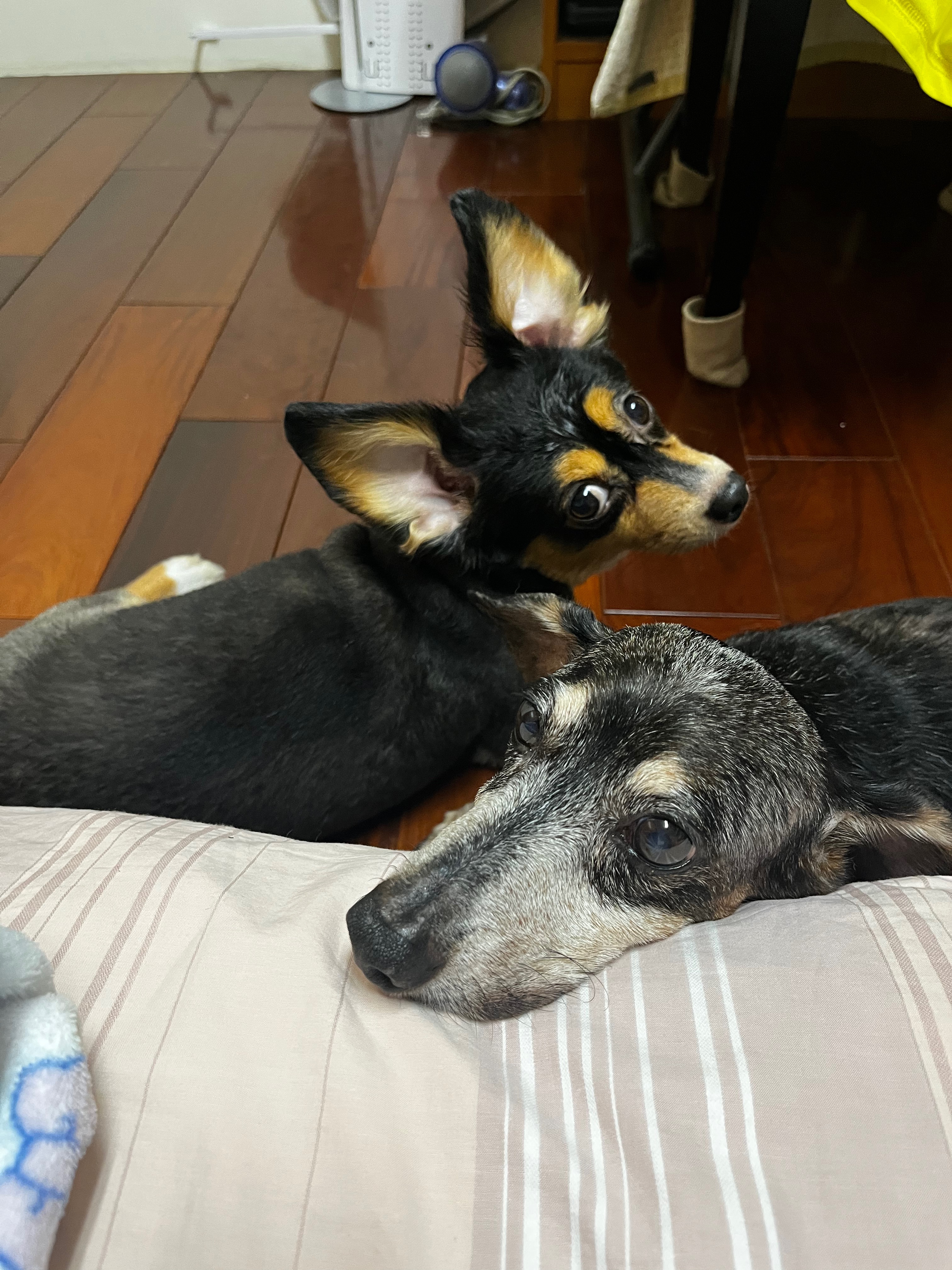 包材費抖內狗罐罐（包材費10元