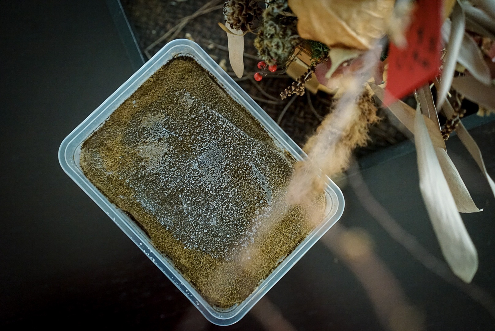 初逢 De A U Tiramisù