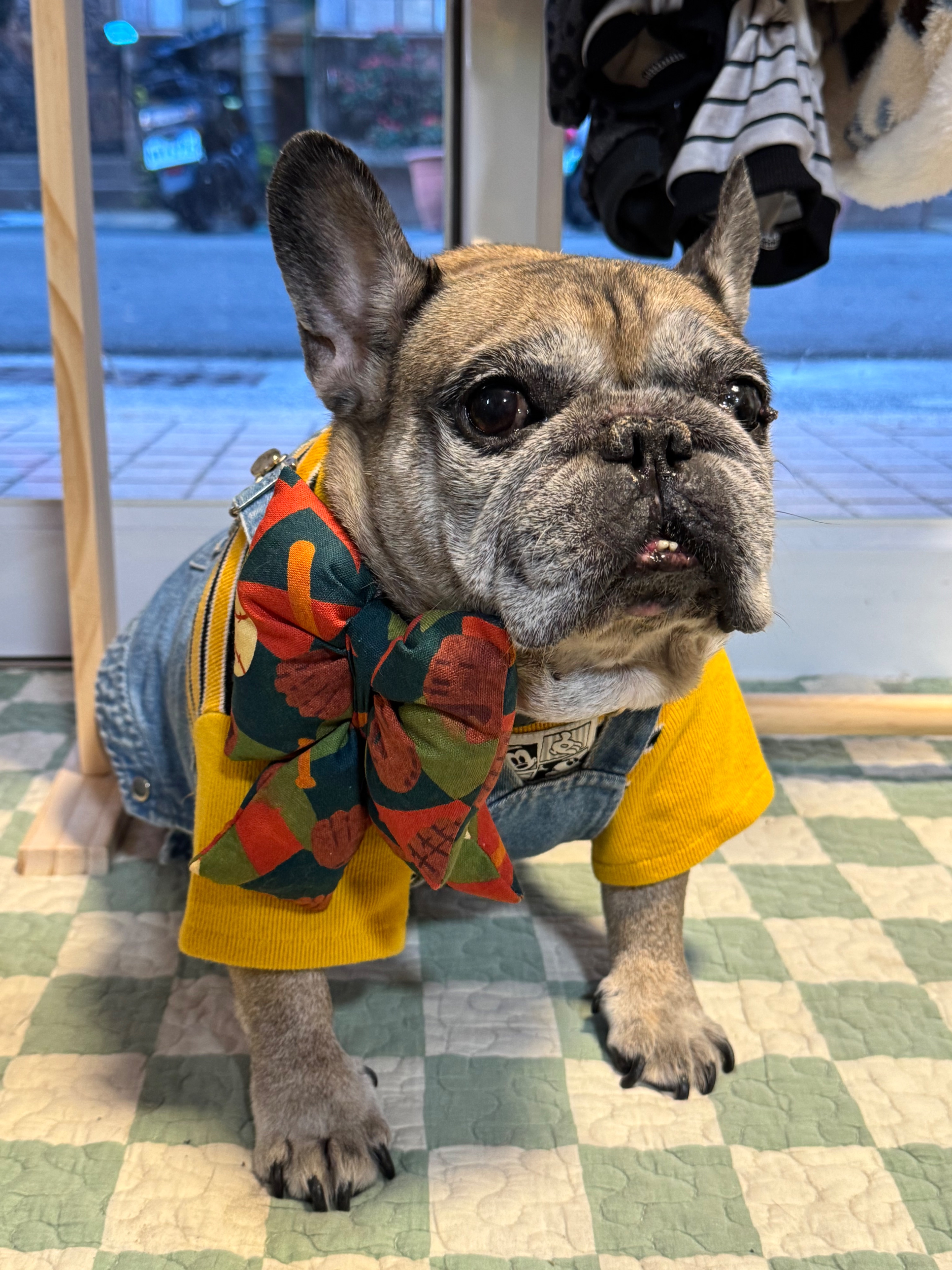 大啾啾項圈胸背造型釦