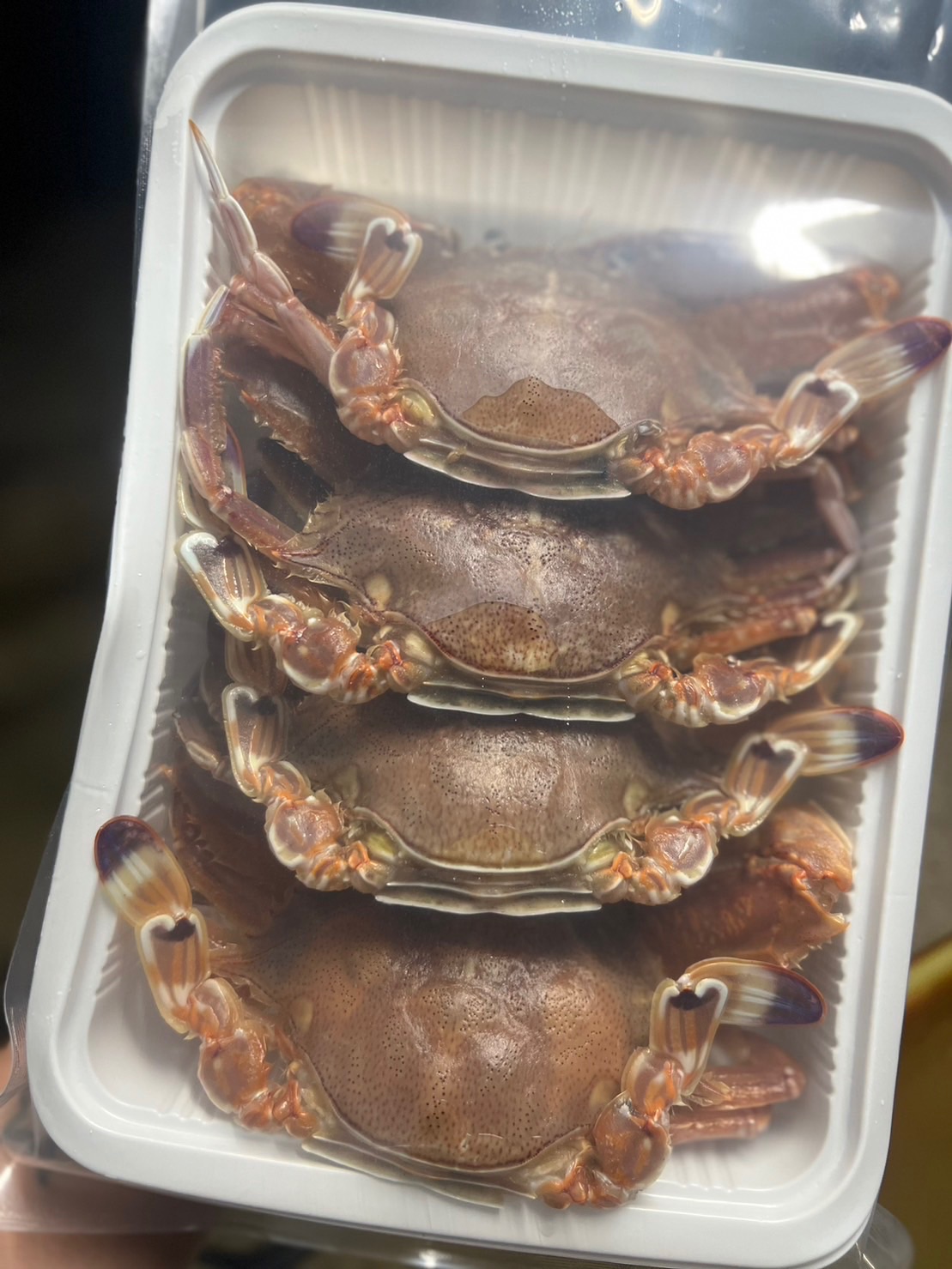澎湖扁蟹