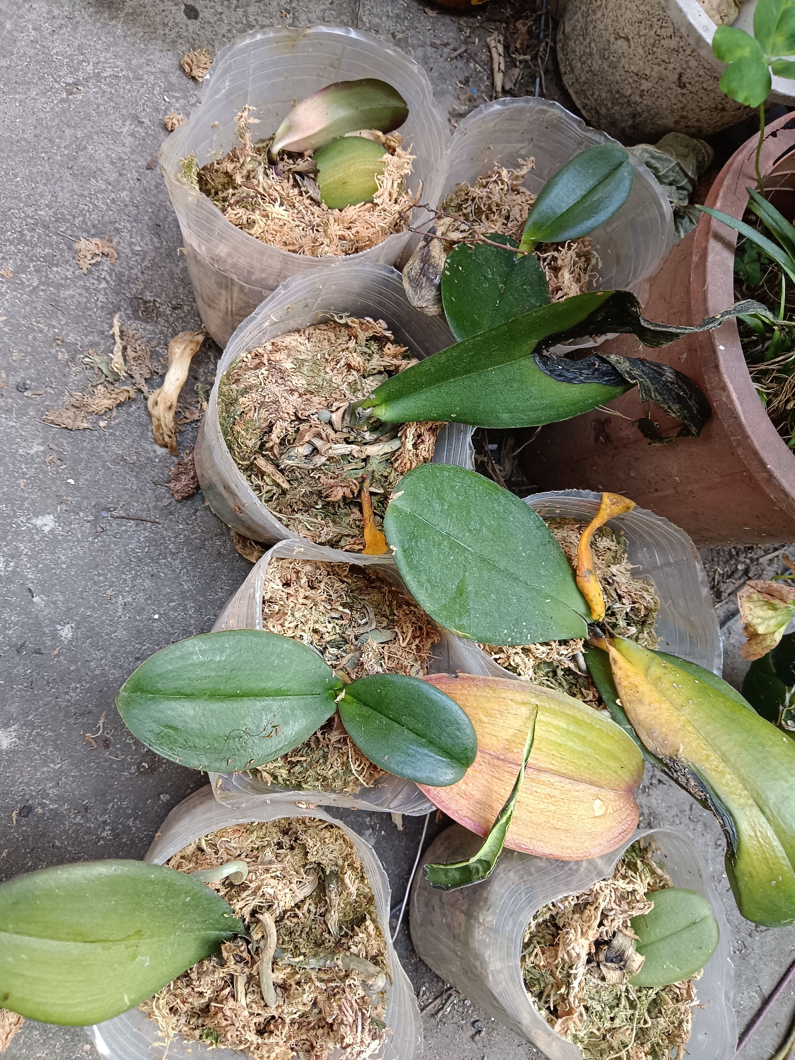 蝴蝶蘭，不挑，12顆