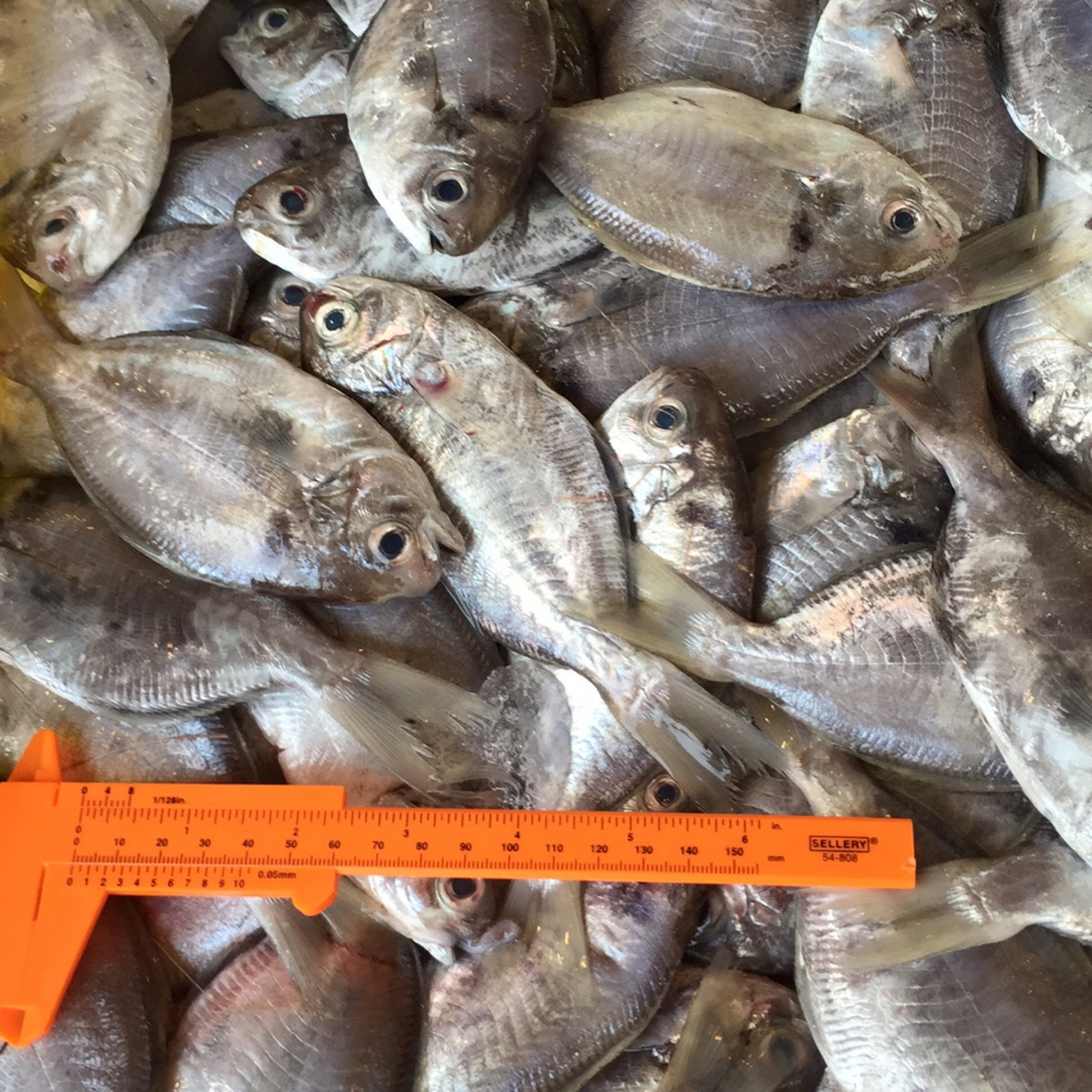 現流大肉魚每公斤只要600元 鴻德水產 滿額免運