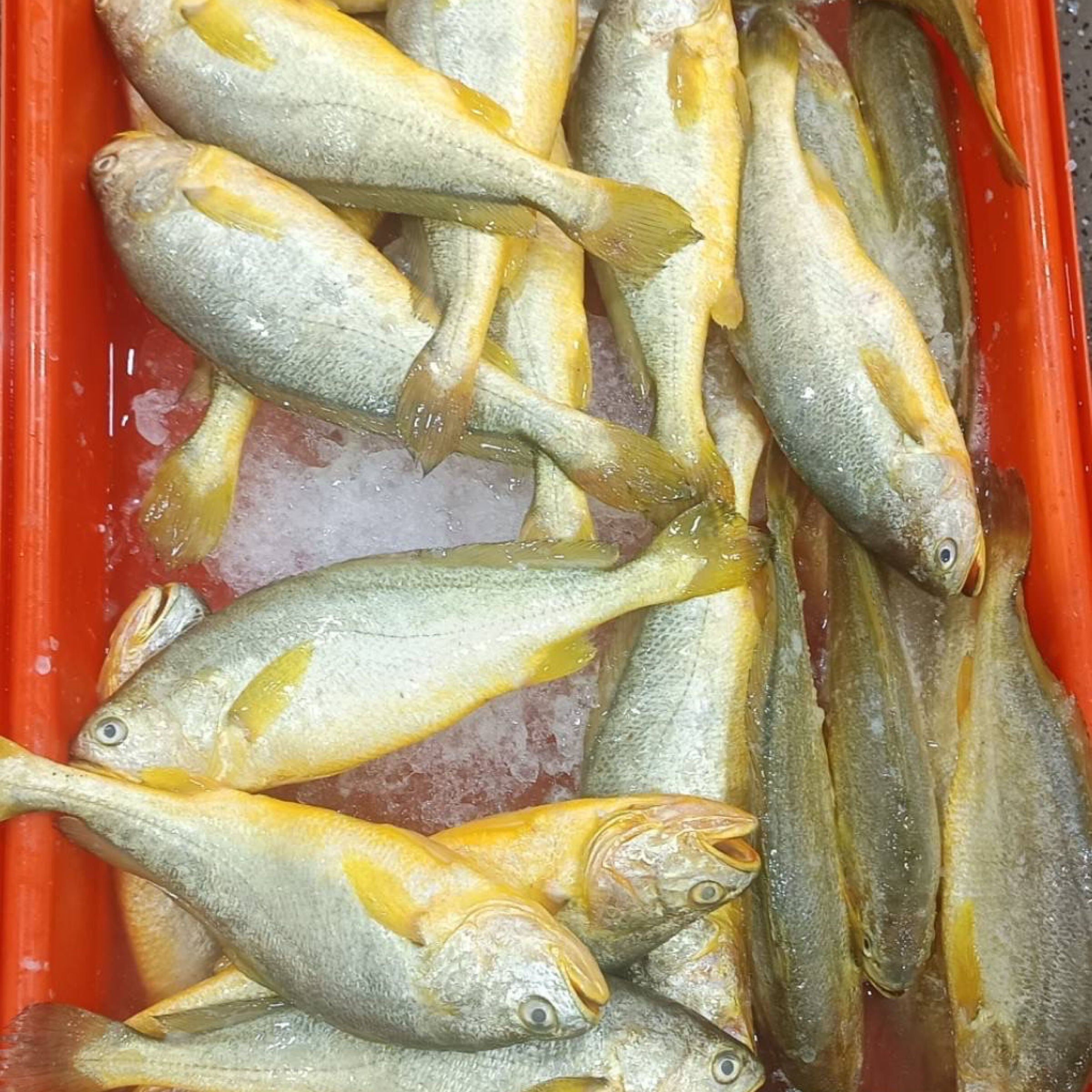現流黃魚一尾只要190元 鴻德水產-滿額免運