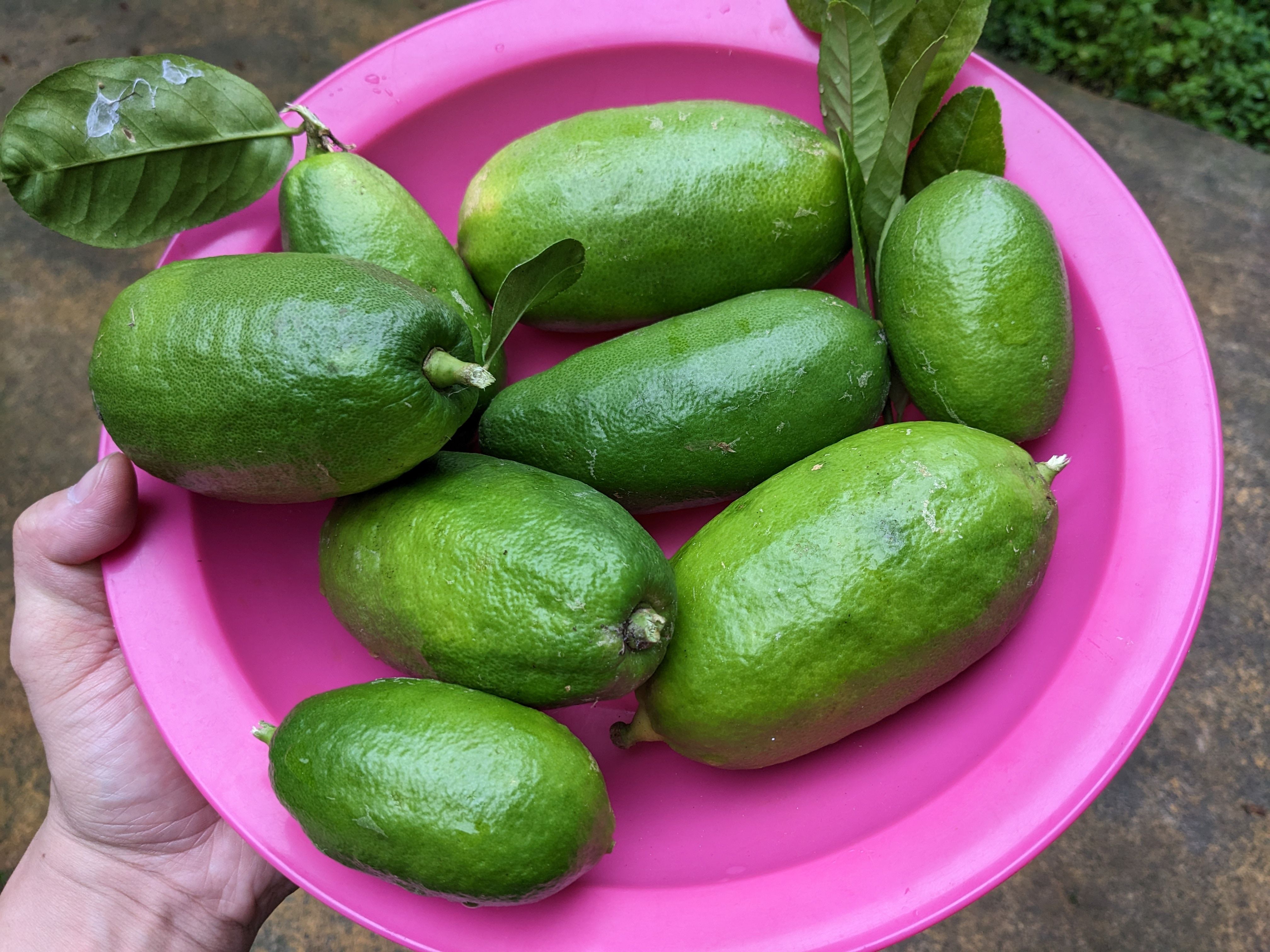 友善無農藥的香水檸檬NTD150/斤