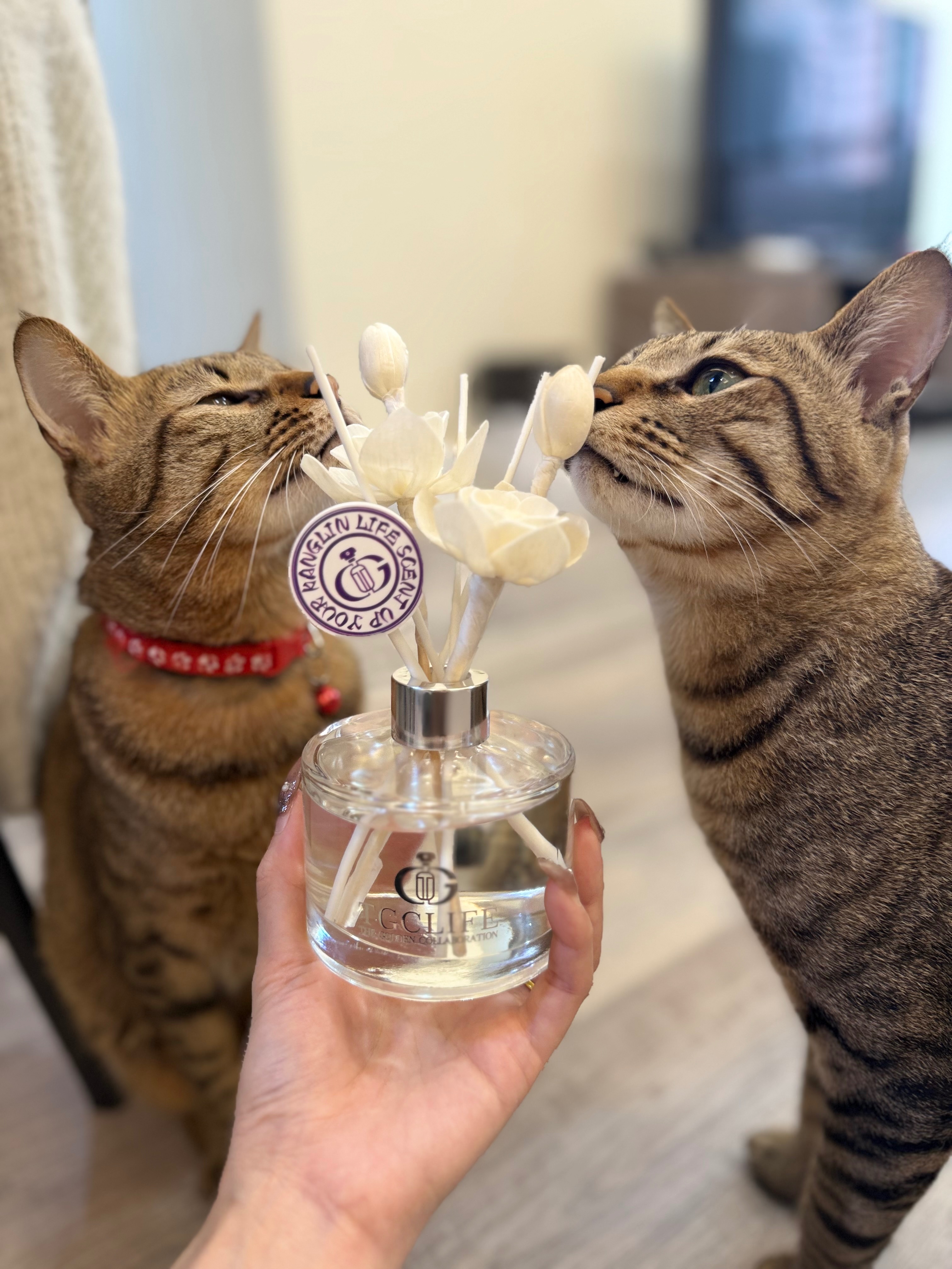 沁心之境室內空間香氛🫧