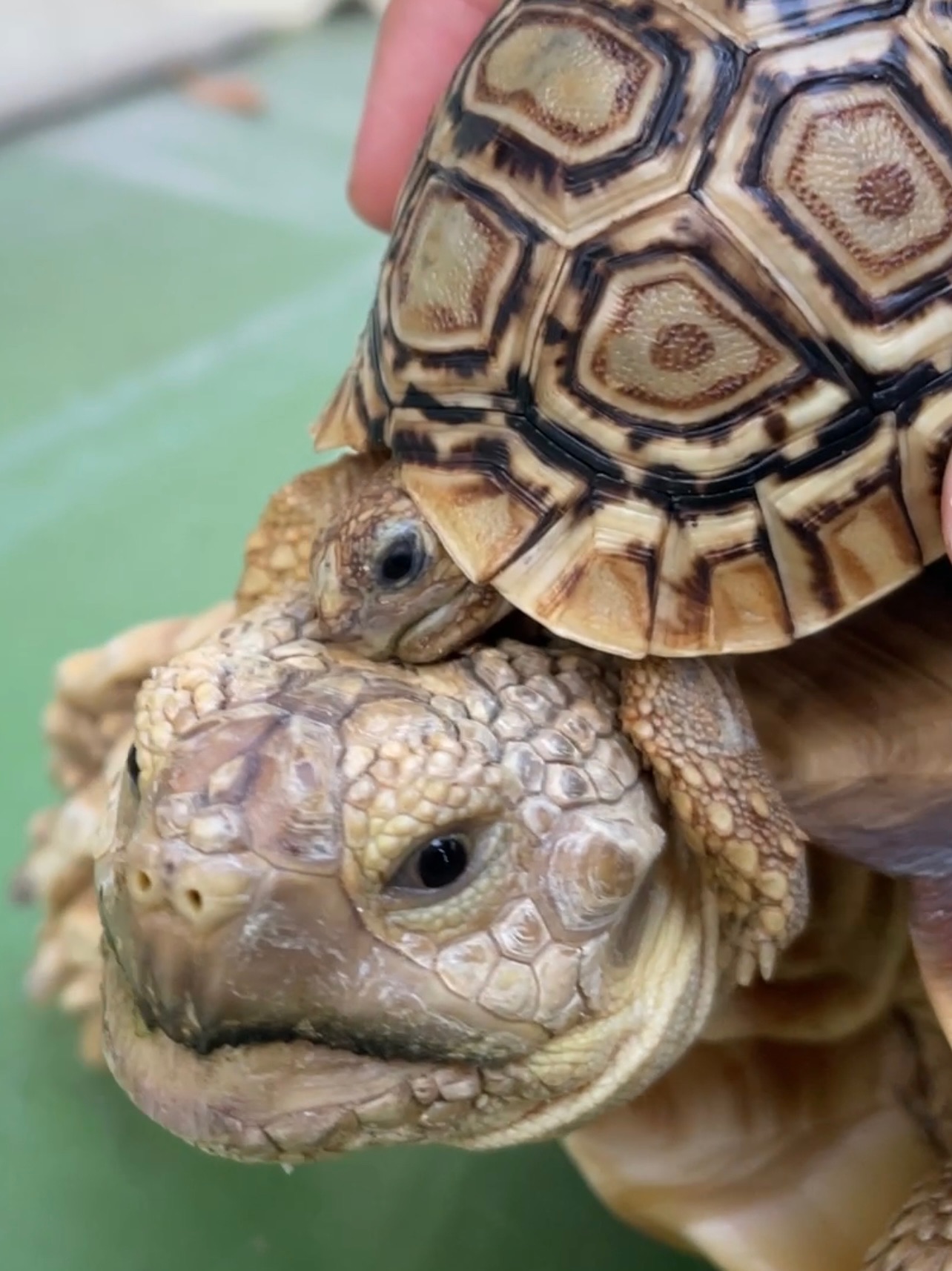 龜龜星球陸龜野菜專賣店