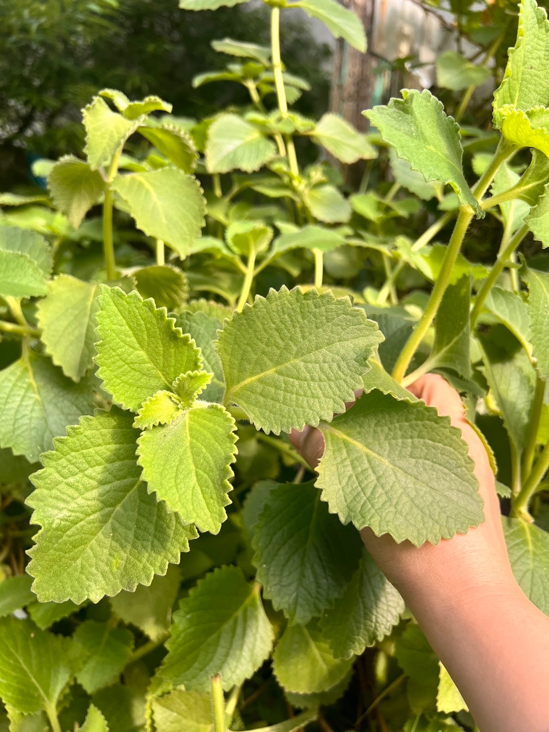 左手香手工皂｜120g|1140209製