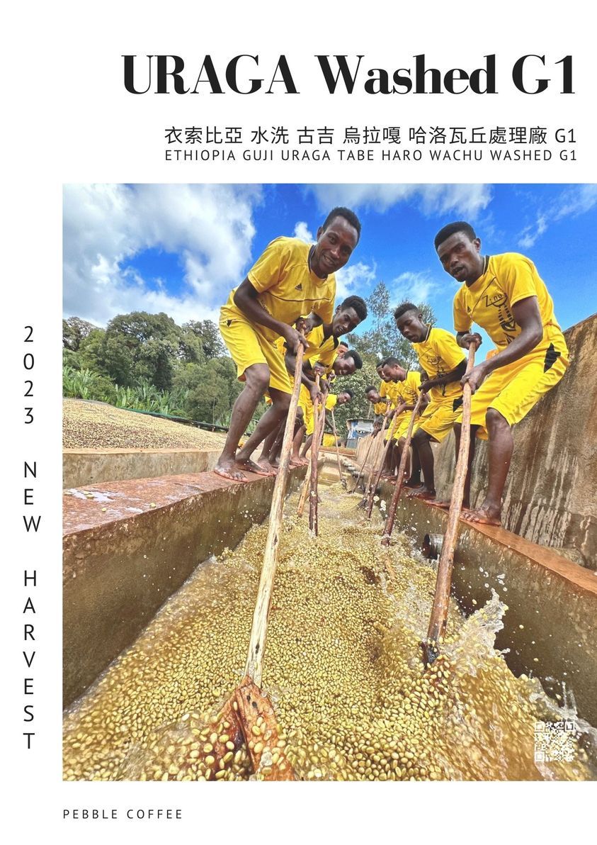 衣索比亞 水洗 古吉 烏拉嘎 哈洛瓦丘處理廠G1