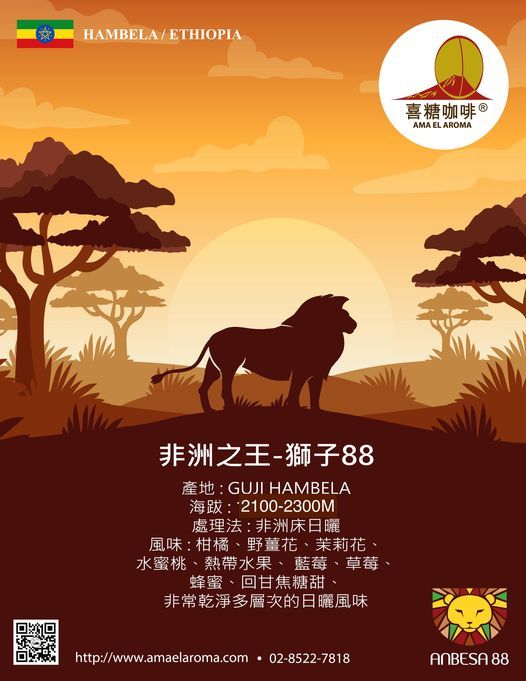 衣索比亞 古吉 罕貝拉 獅子88 日曬