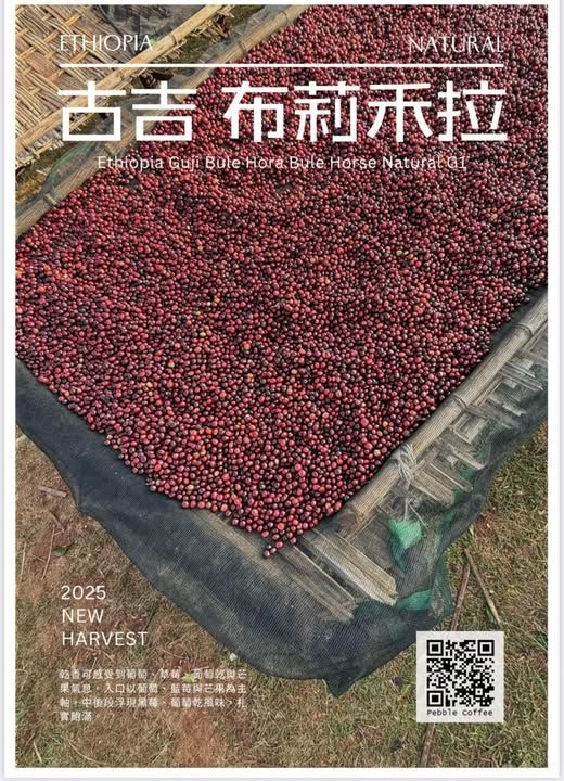 衣索比亞 水洗 古吉 布莉禾拉G1