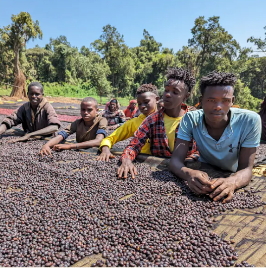 2025衣索比亞 日曬 西達馬 班莎 龐貝 G1