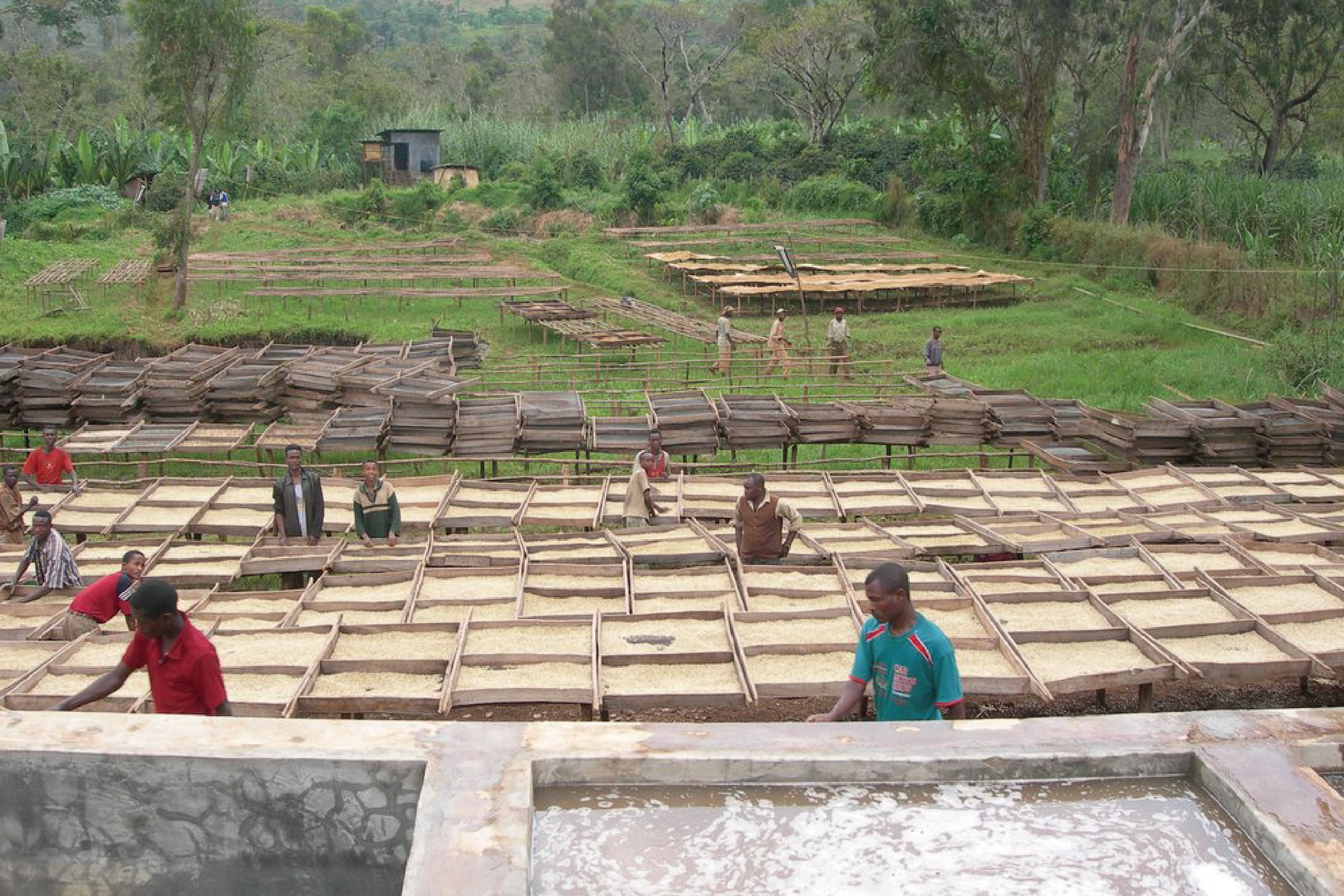 衣索比亞 西達摩 獅子王 日曬 G2